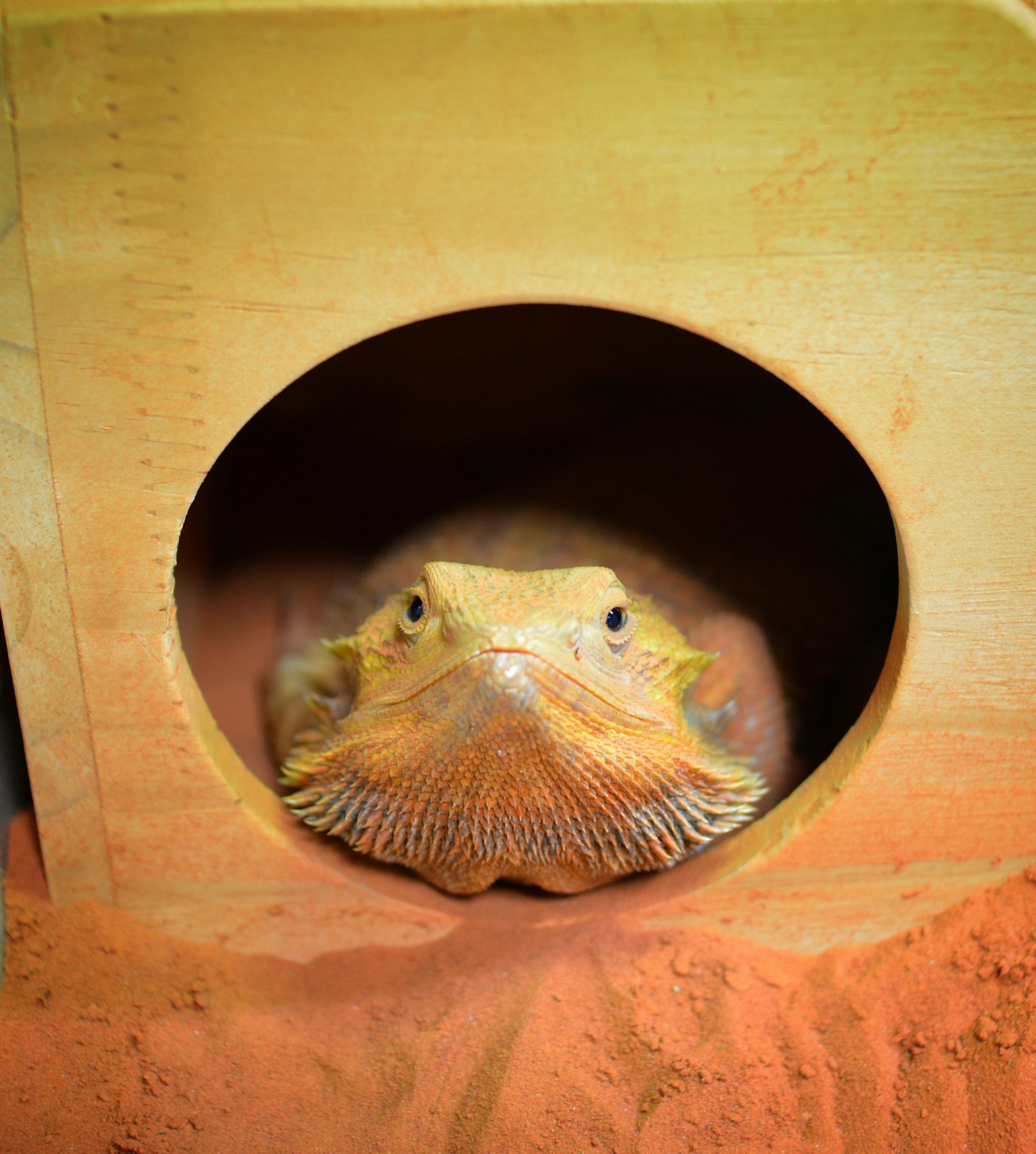 Bearded dragon peeking out from a wooden hide with sand in the background