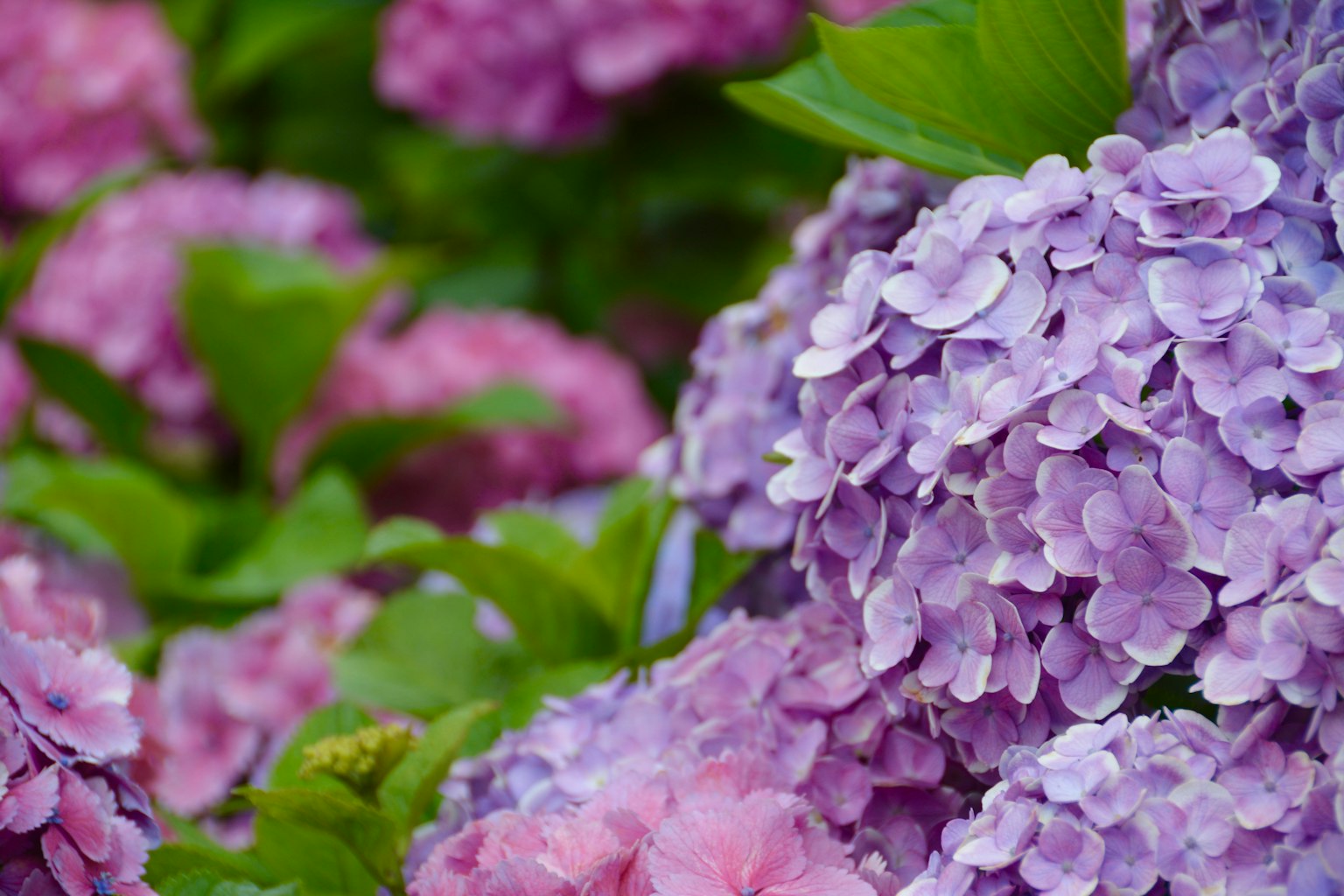 Bunga hortensia dalam nuansa pink dan ungu sedang mekar