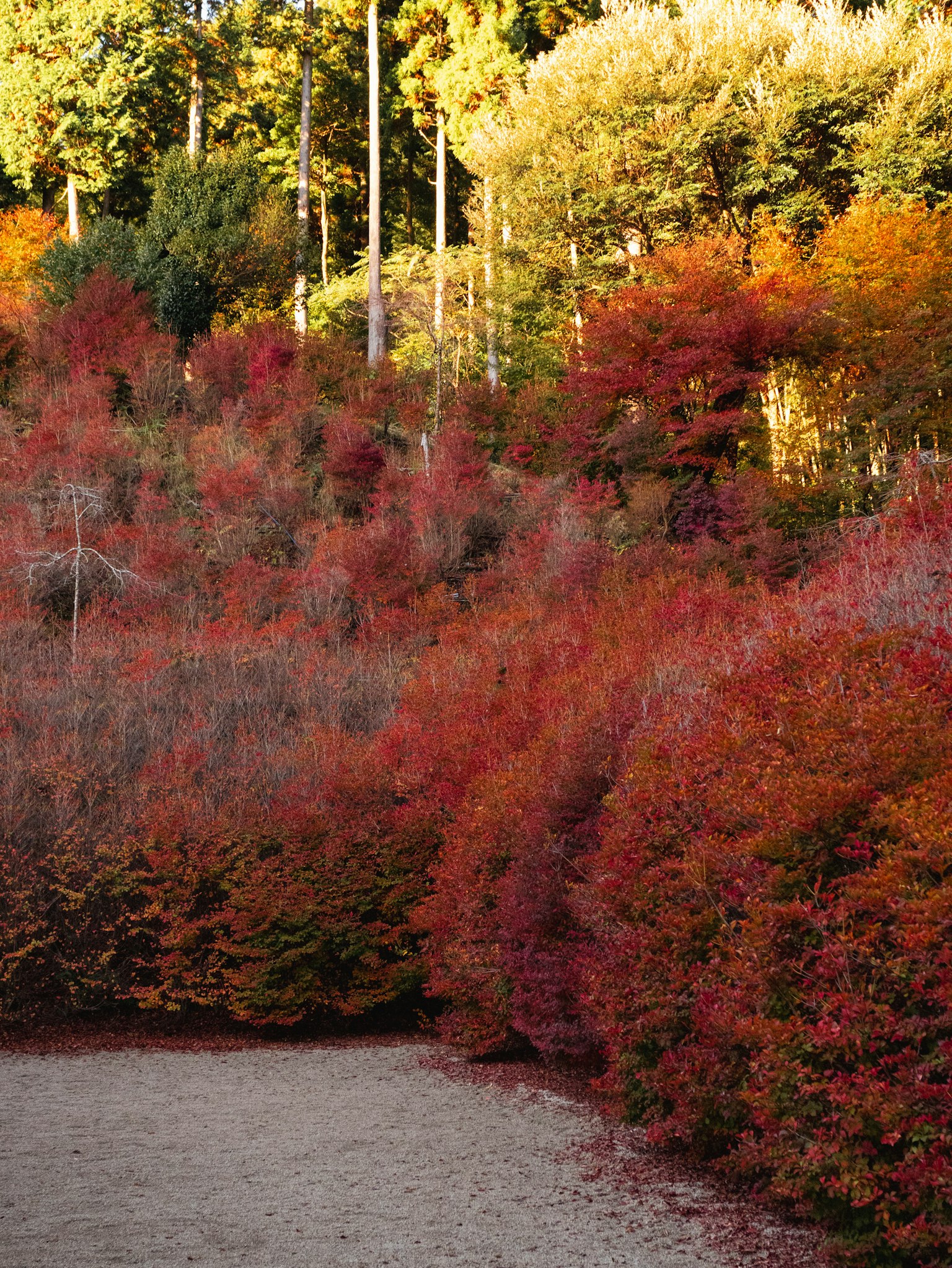Un paysage d'automne magnifique avec des arbres rouges et oranges vifs