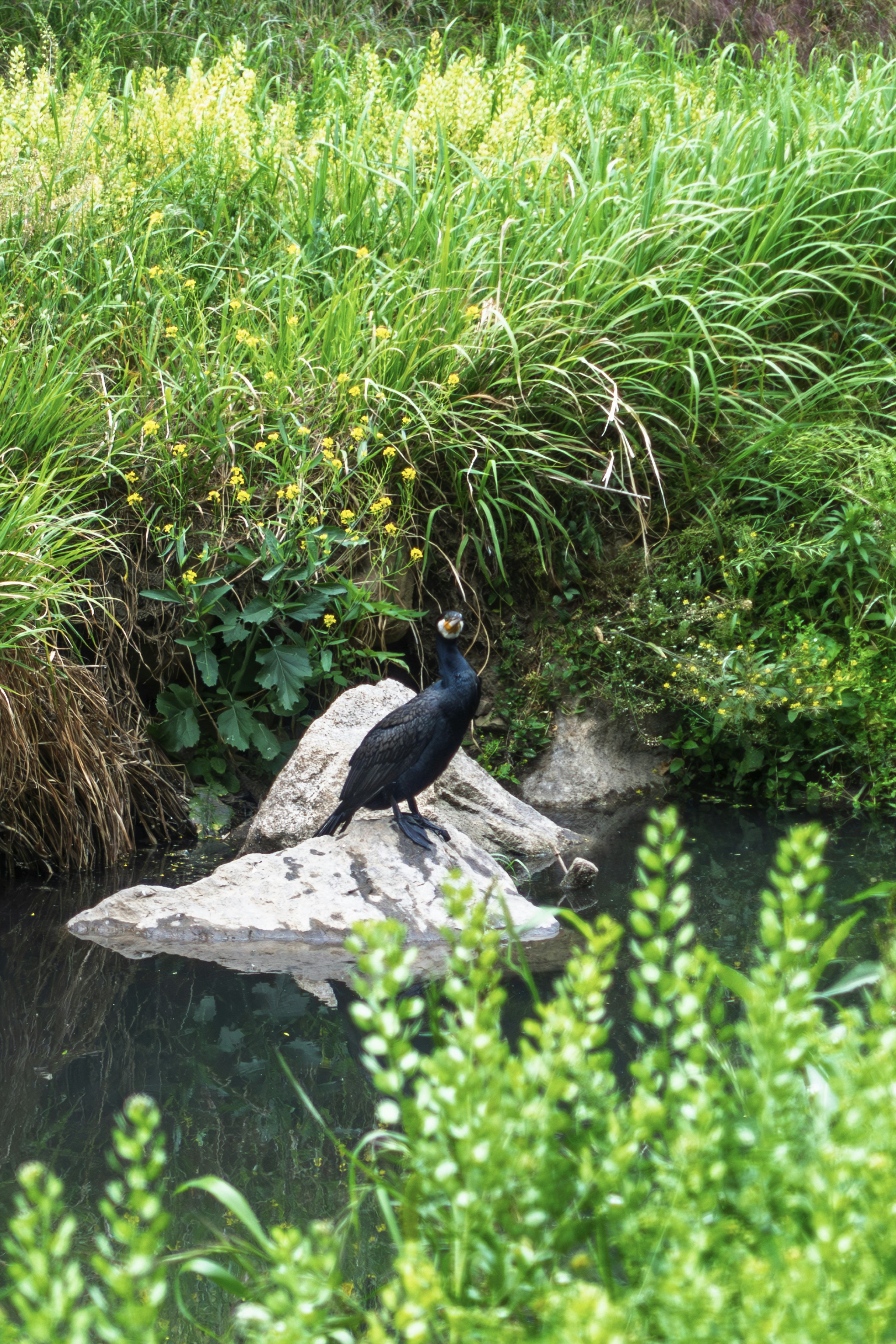 石の上にいる鳥と草むらの自然風景