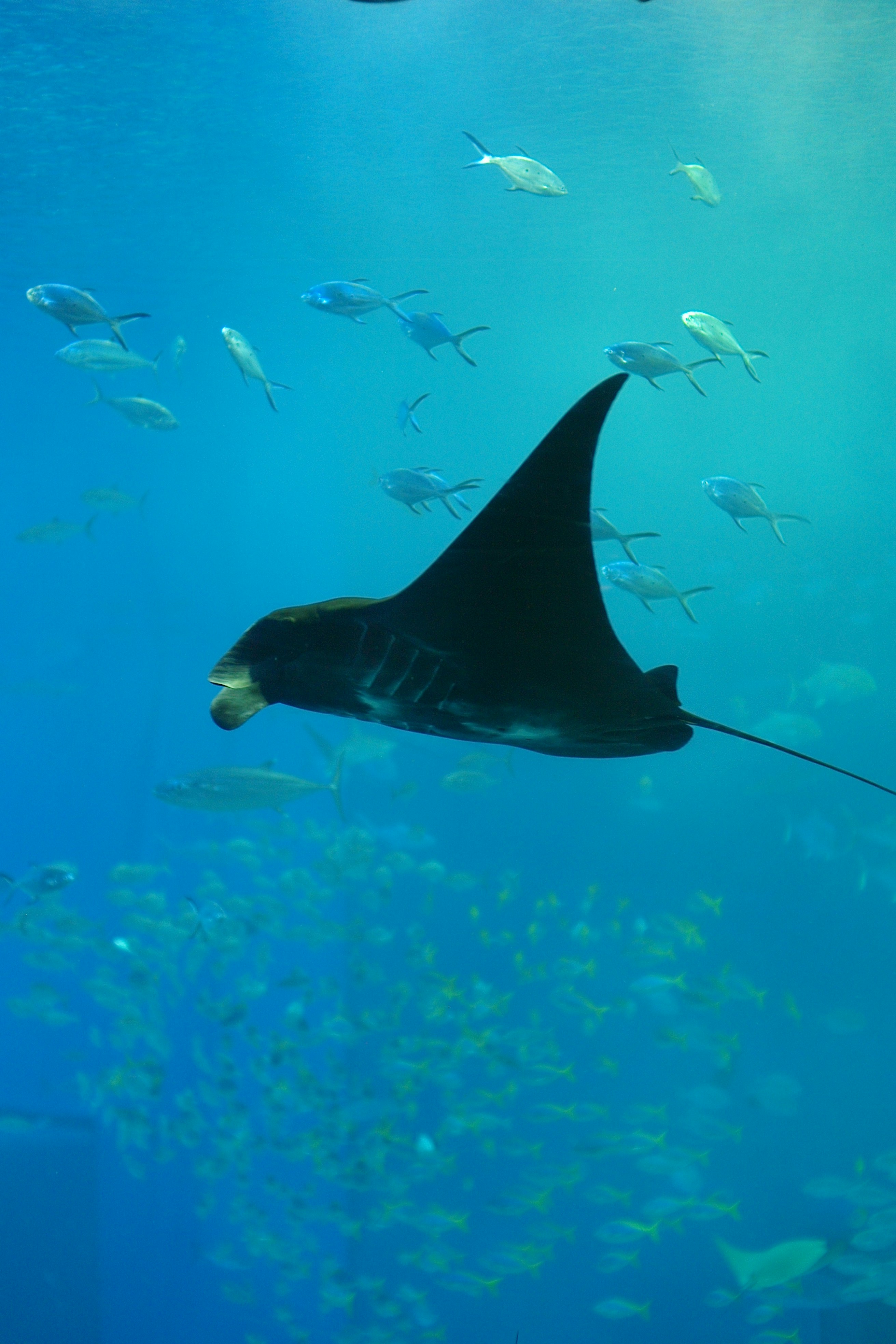 Manta che nuota in acqua blu limpida con piccoli pesci
