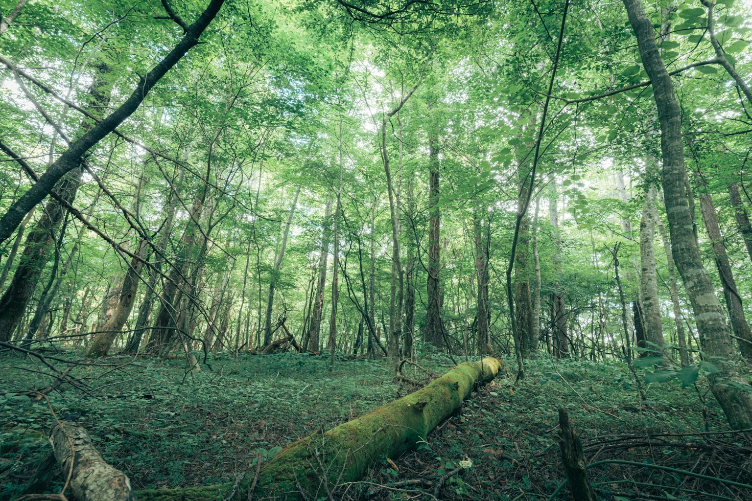 View looking up in a dense green forest with tall trees