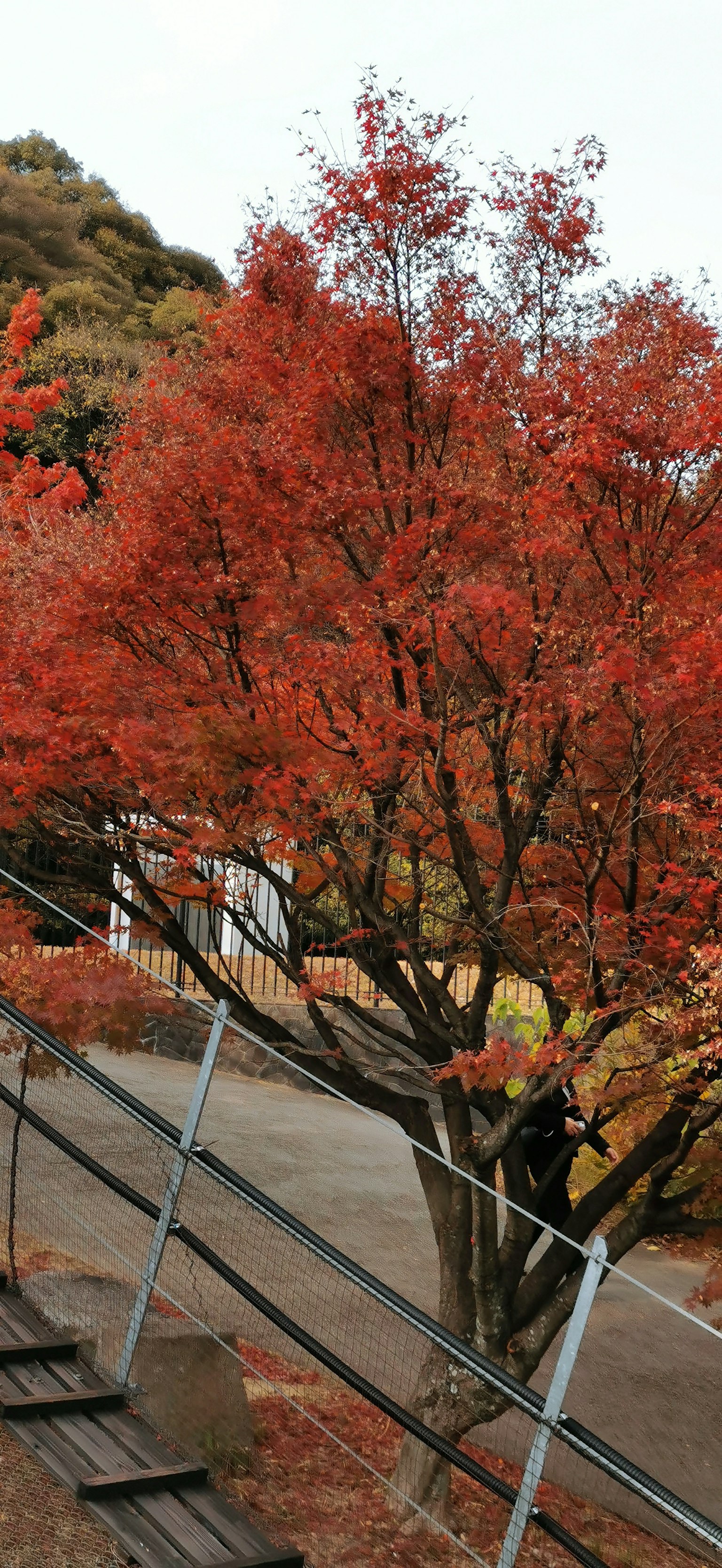Árbol de hojas rojas vibrantes junto a una escalera inclinada