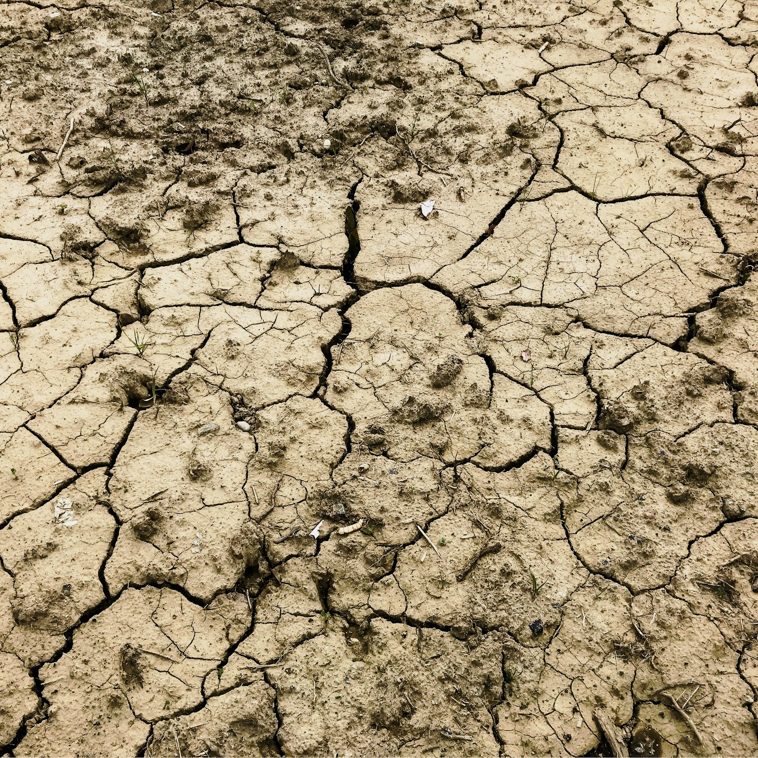 Surface de terre sèche fissurée avec des fissures visibles