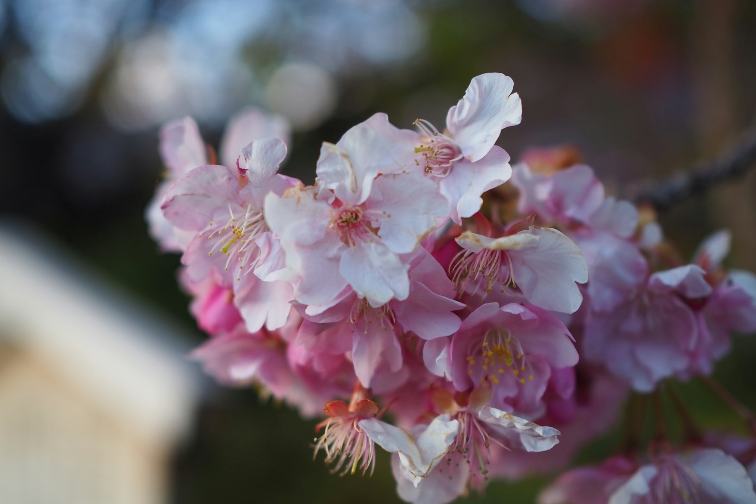 Close-up bunga sakura dengan kelopak merah muda dan putih