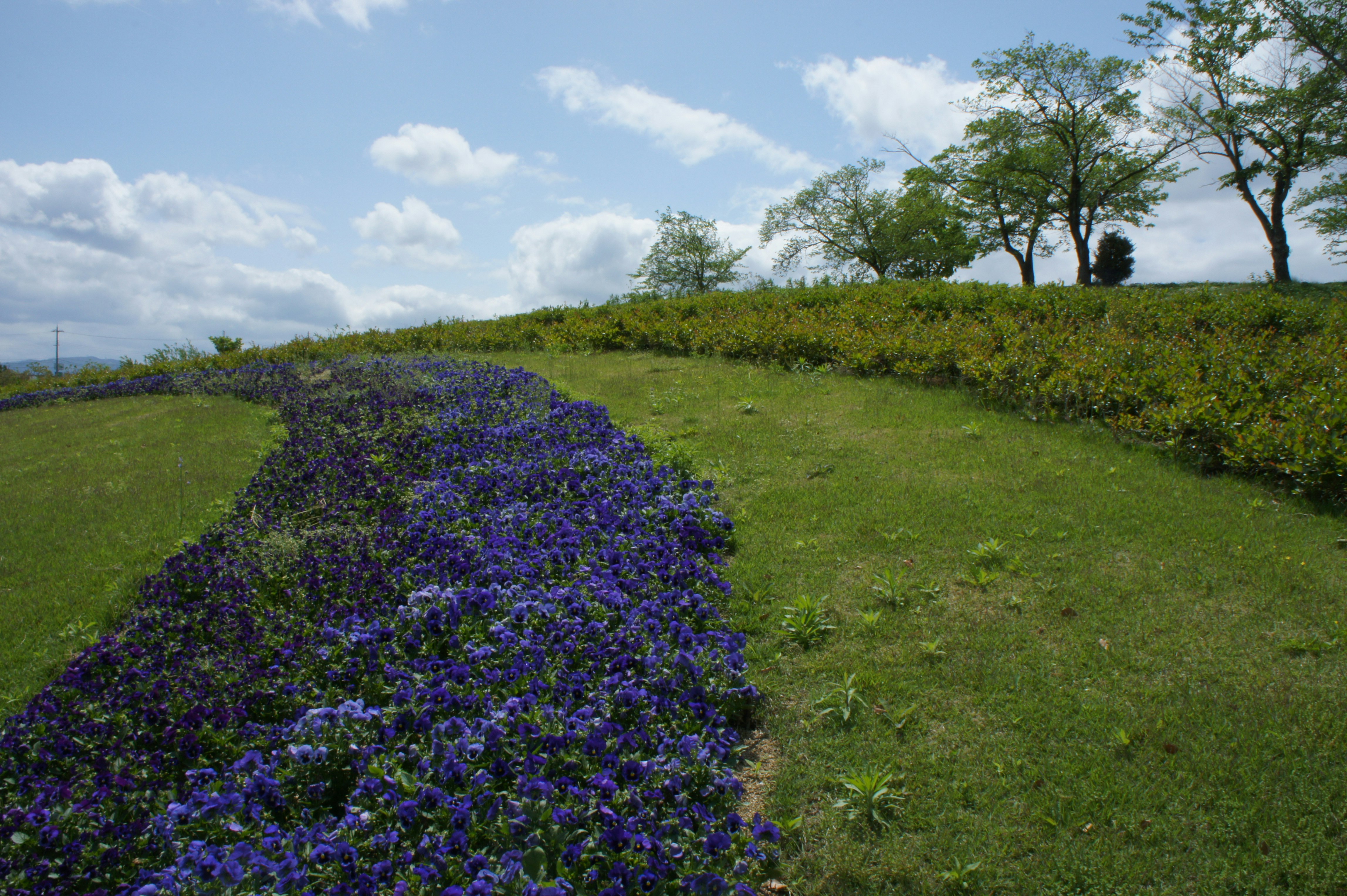 公園の芝生と青紫の花が続く小道