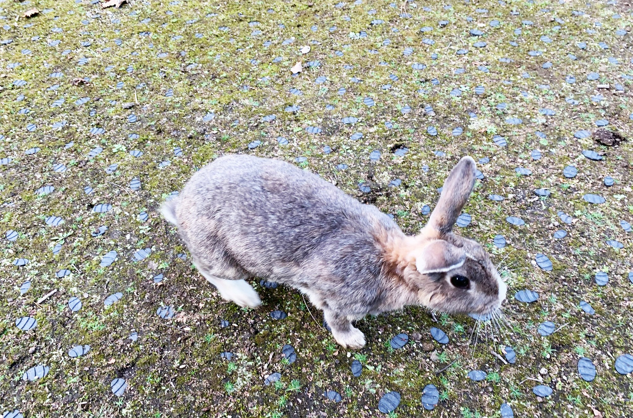 アスファルトの上で草を食べるウサギ