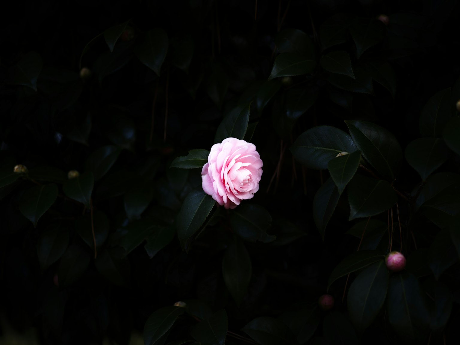 A pale pink flower stands out among dark green leaves