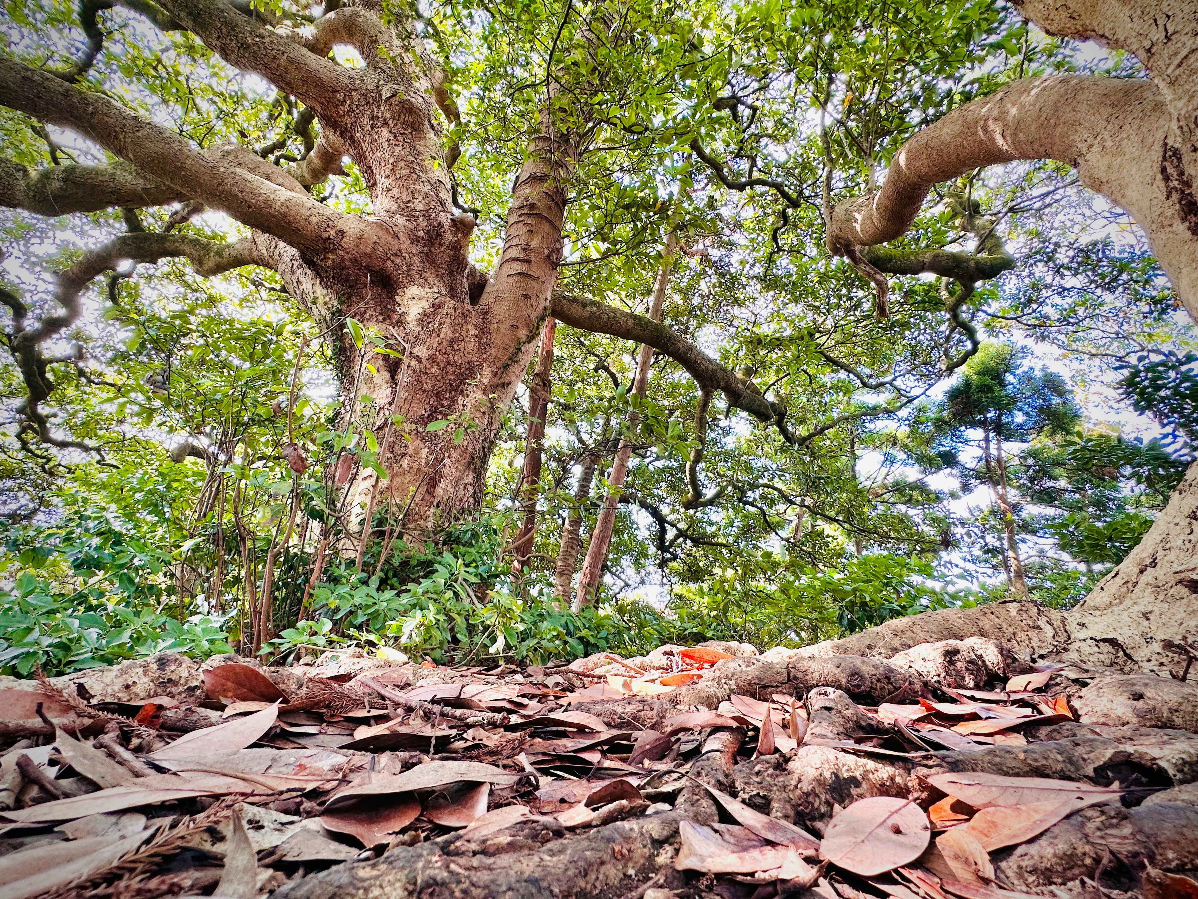 forest floor with fallen dry leaves and large tree roots