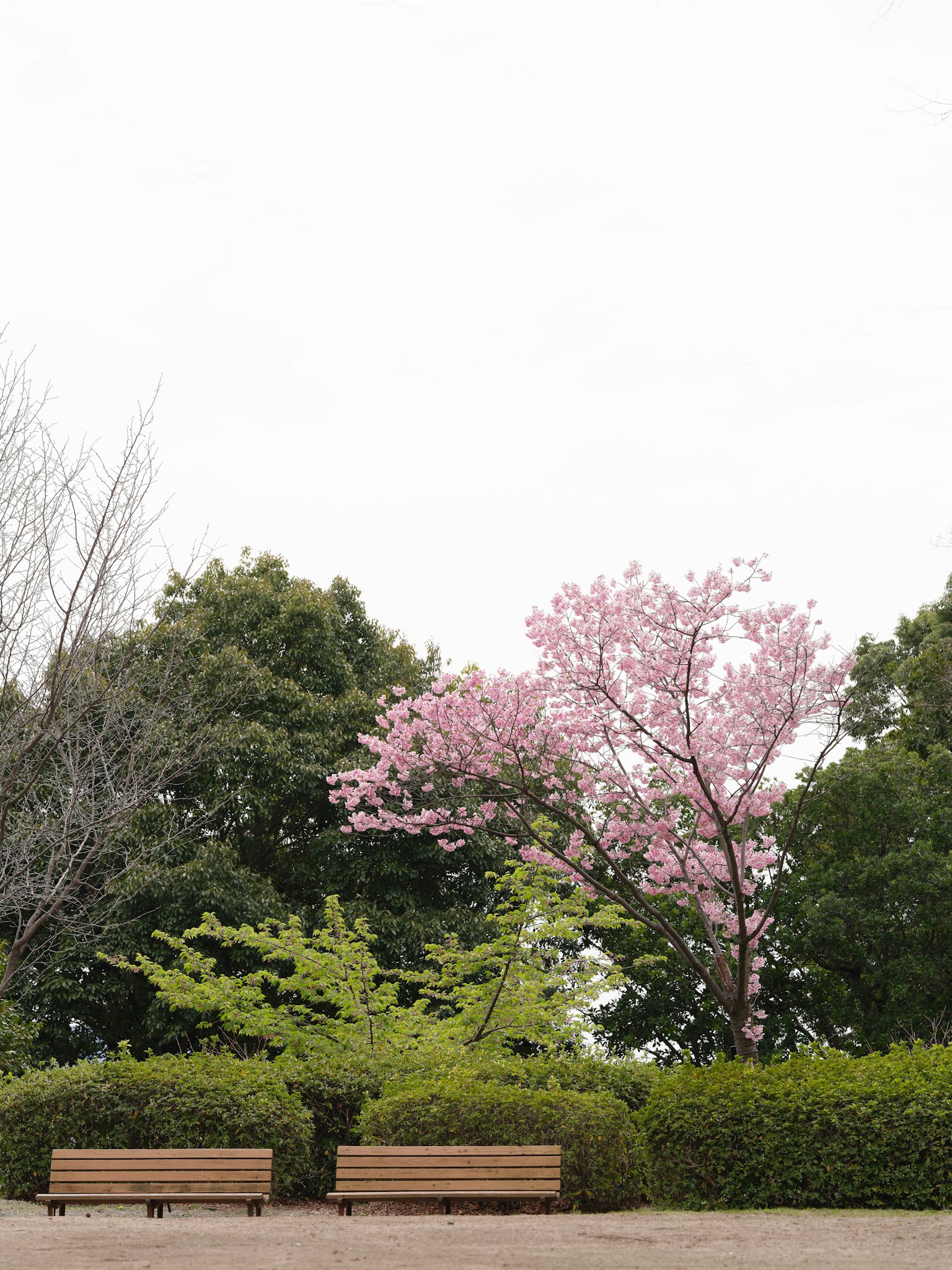 Escena de parque con bancos y un cerezo en flor