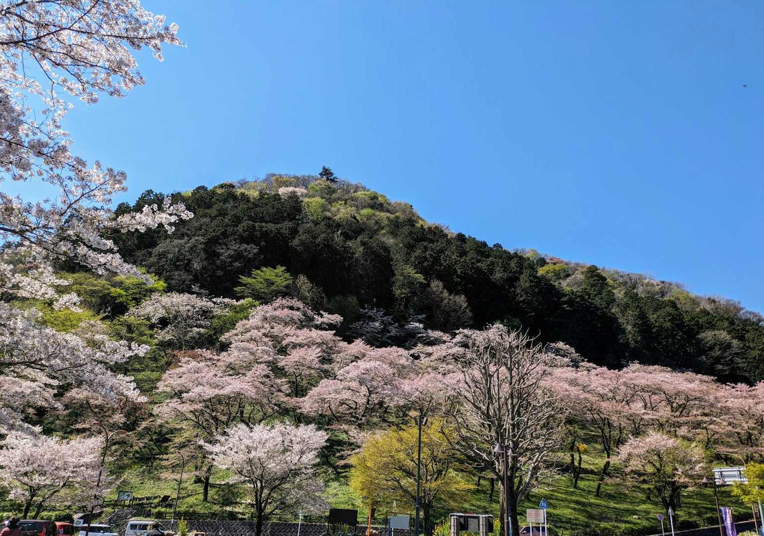 Vista panoramica di ciliegi in fiore su una collina sotto un cielo blu chiaro