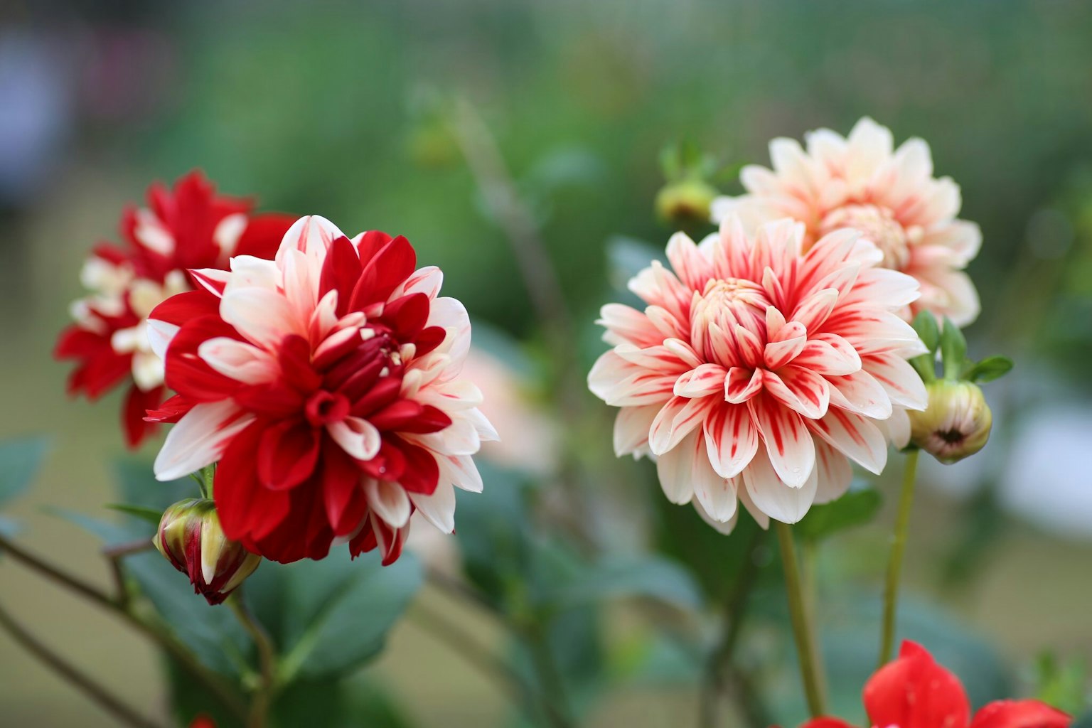 Fiori di dalia rossi e bianchi in fiore