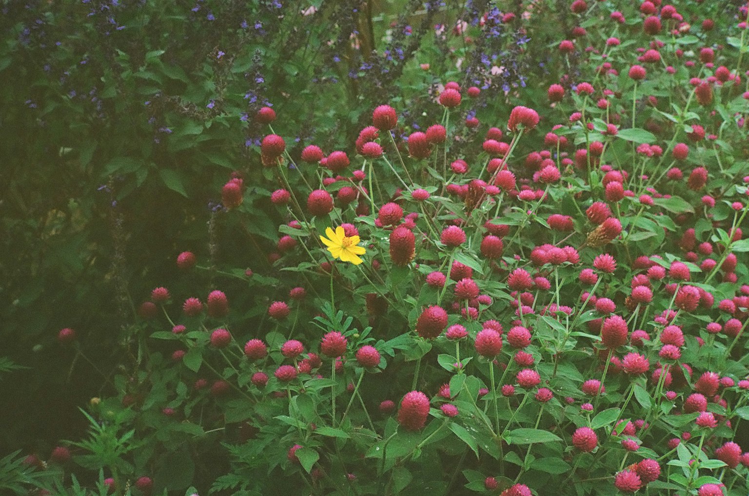 Une fleur jaune vibrante se distingue parmi des groupes de fleurs rouges rondes et un feuillage vert