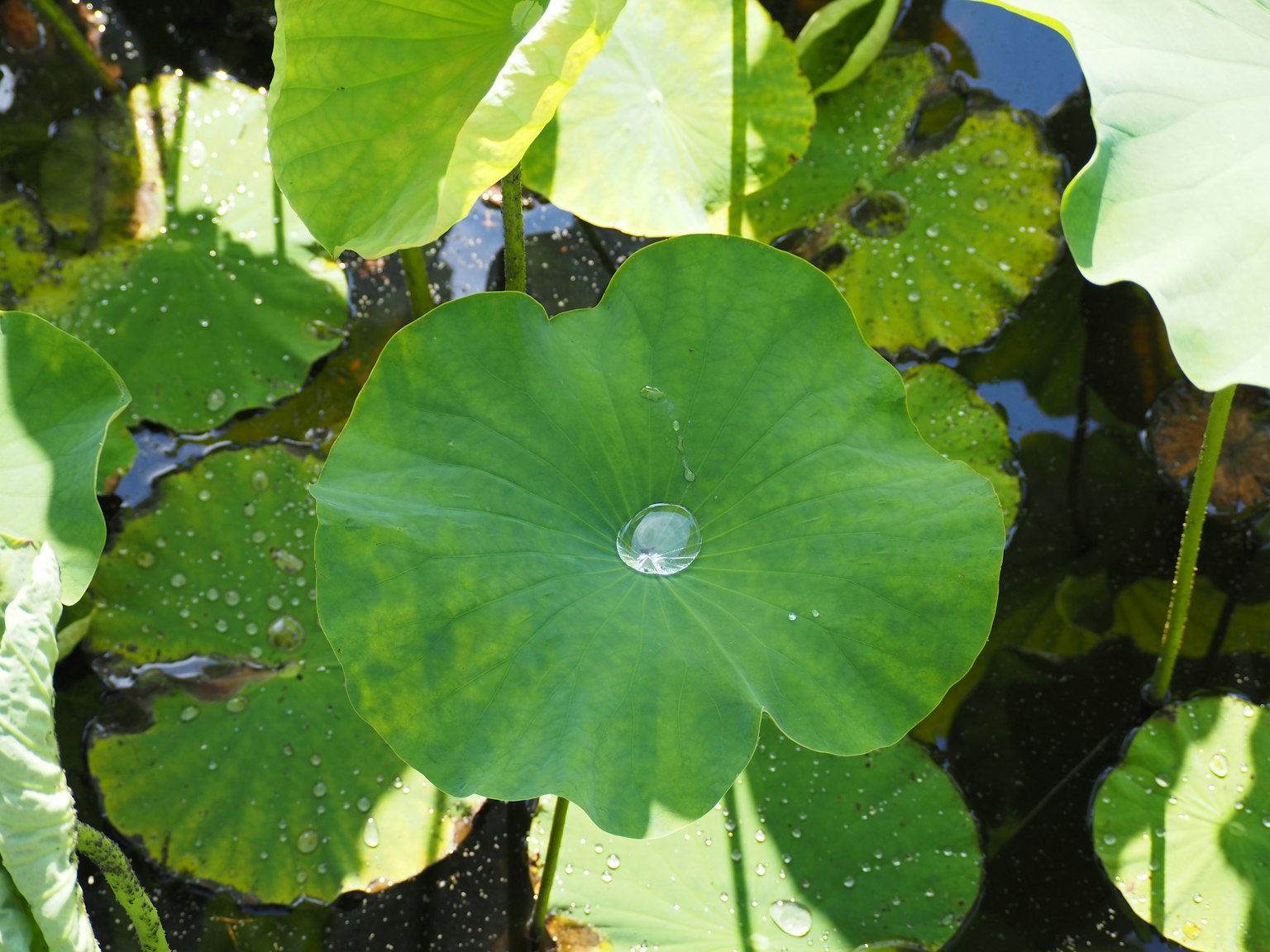 漂浮在水面上的大荷葉和水滴