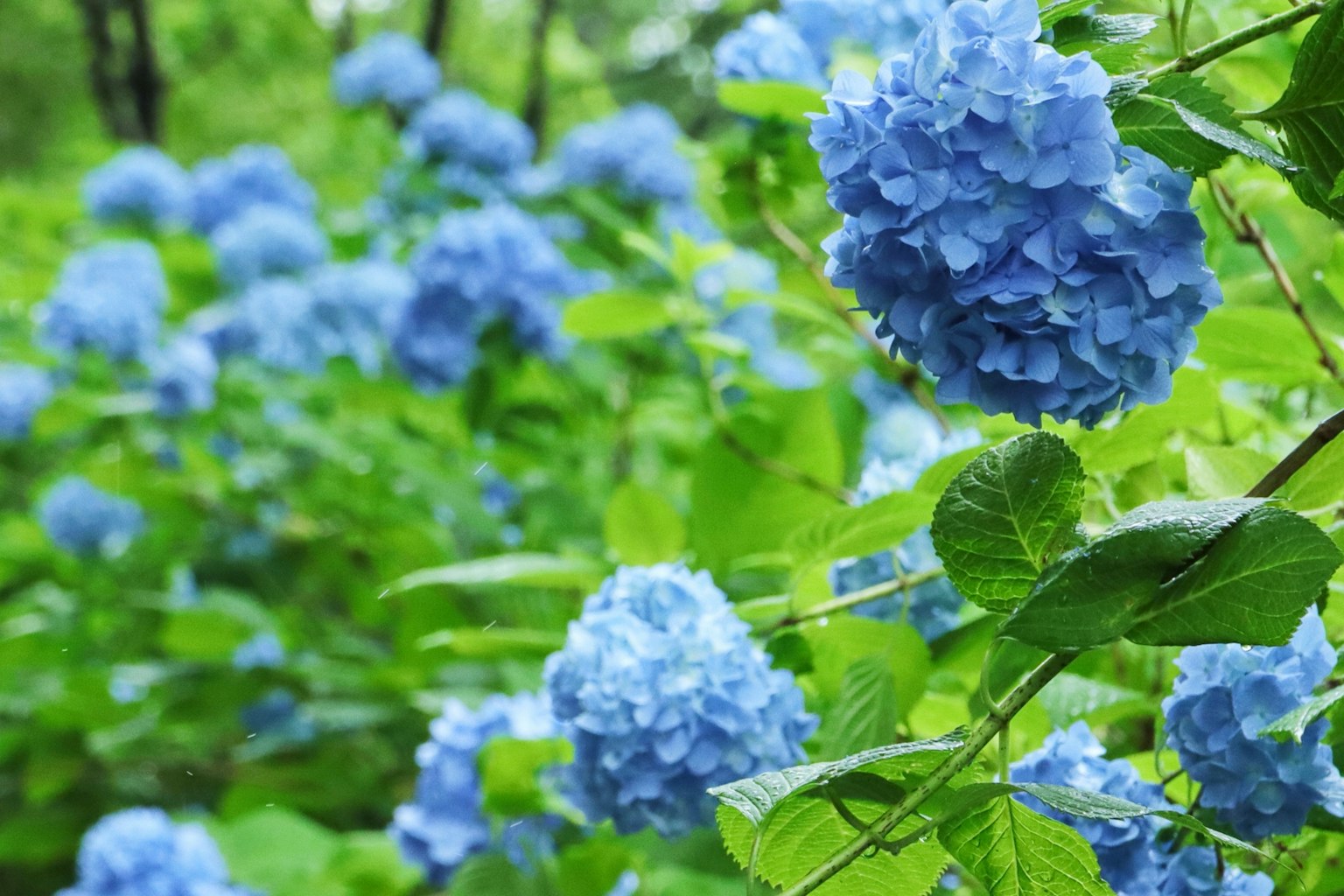 Vibrant blue hydrangea flowers surrounded by lush green leaves