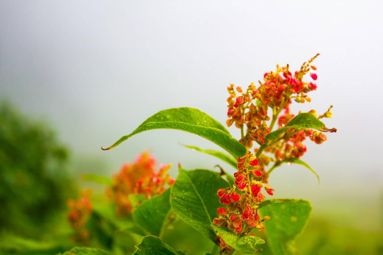 Primer plano de una planta con hojas verdes y flores rojas en la niebla
