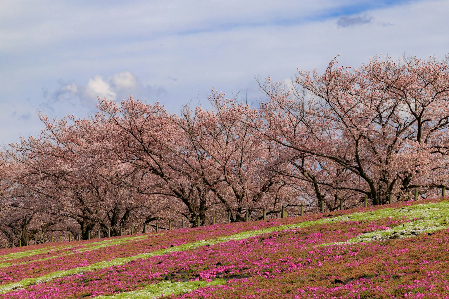 樱花树和五彩花卉的山坡风景