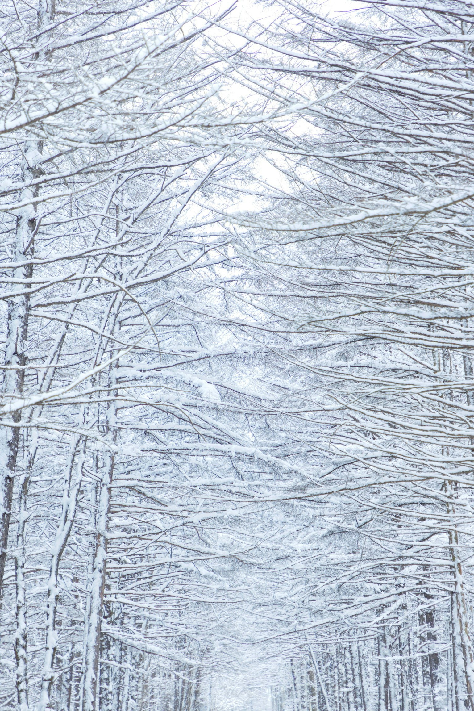 A serene winter landscape with snow-covered trees lining a path