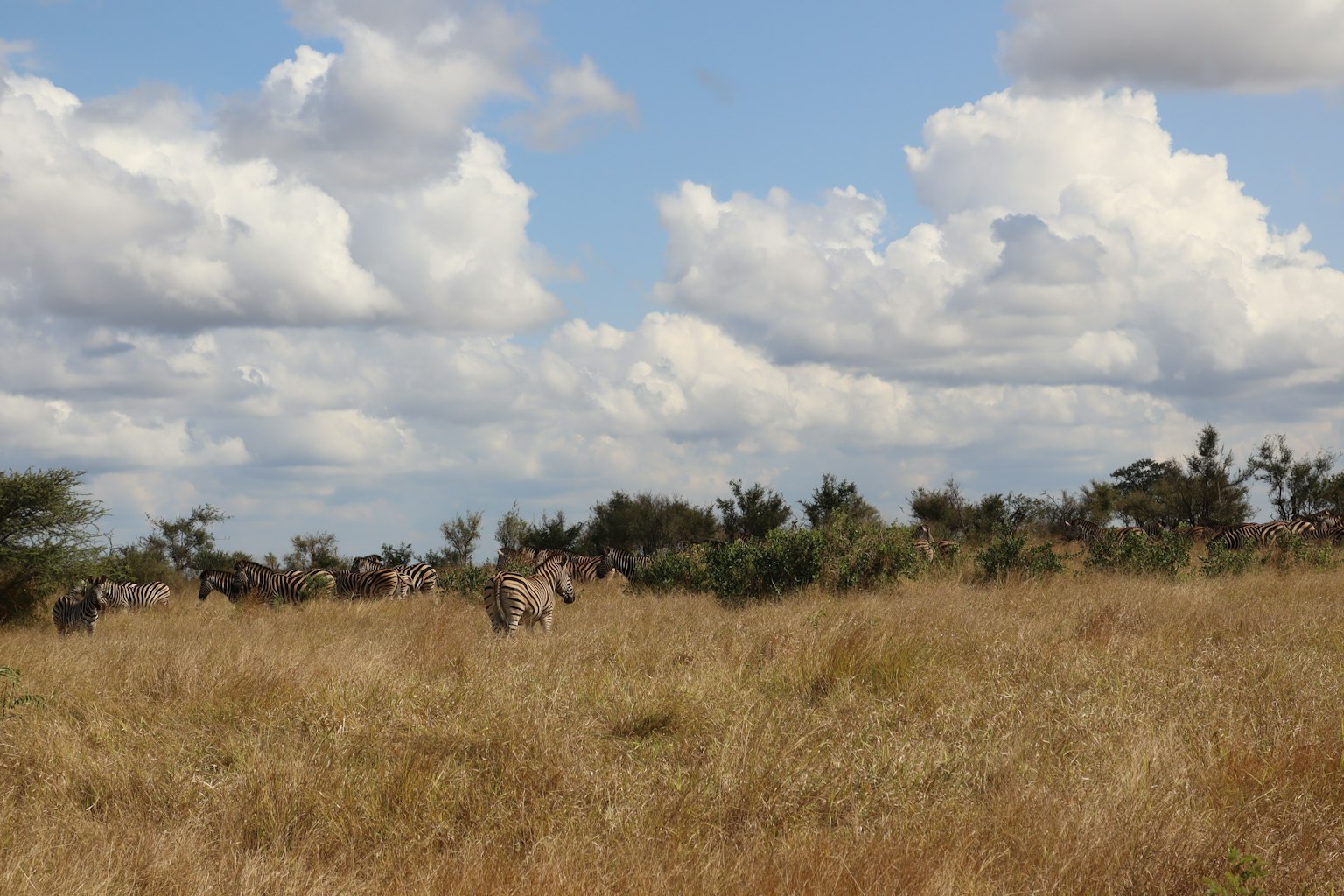 Weite Graslandschaft mit Wildtieren und blauem Himmel