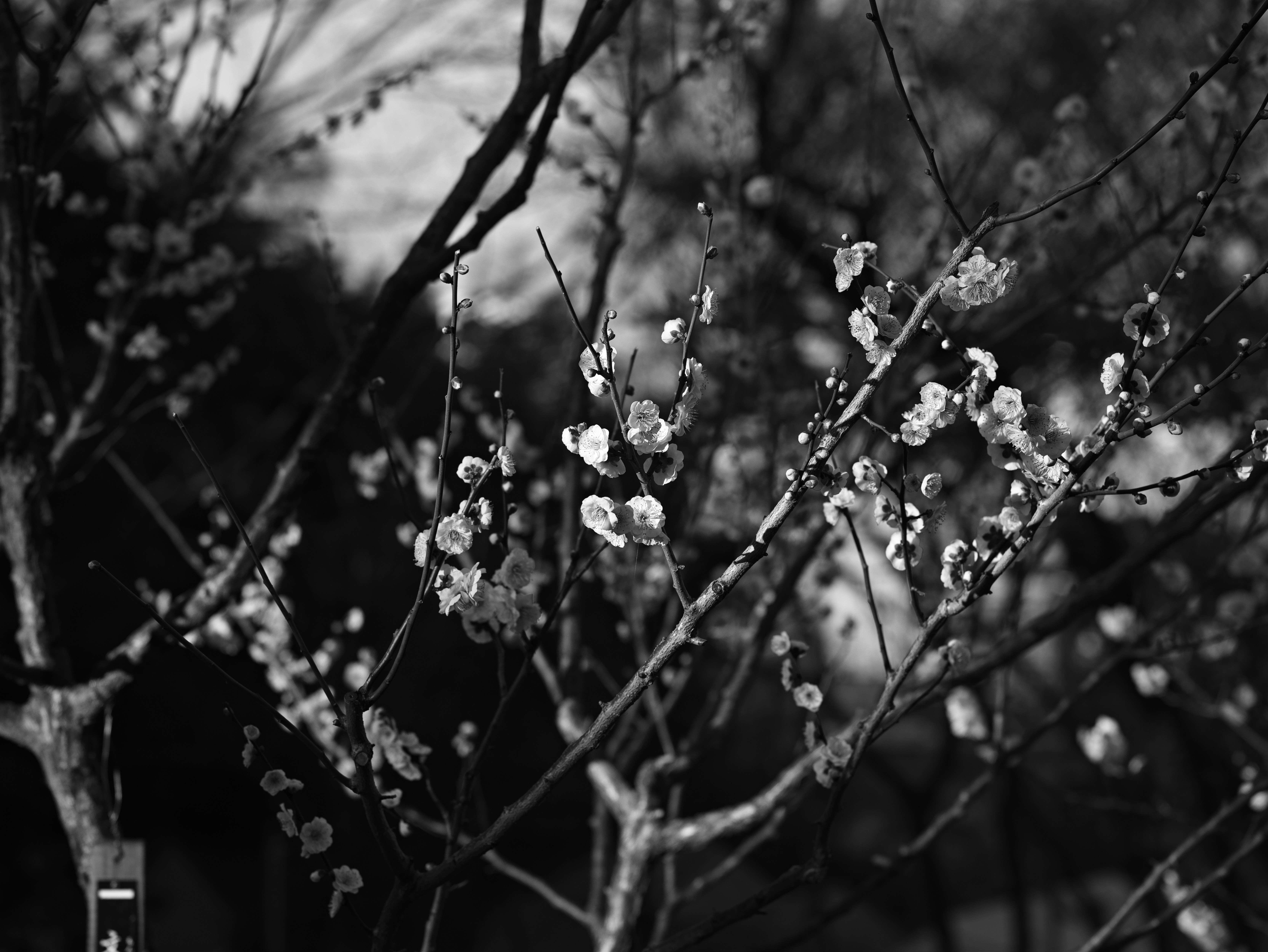 monochrome nature scene of white blossoms on bare branches