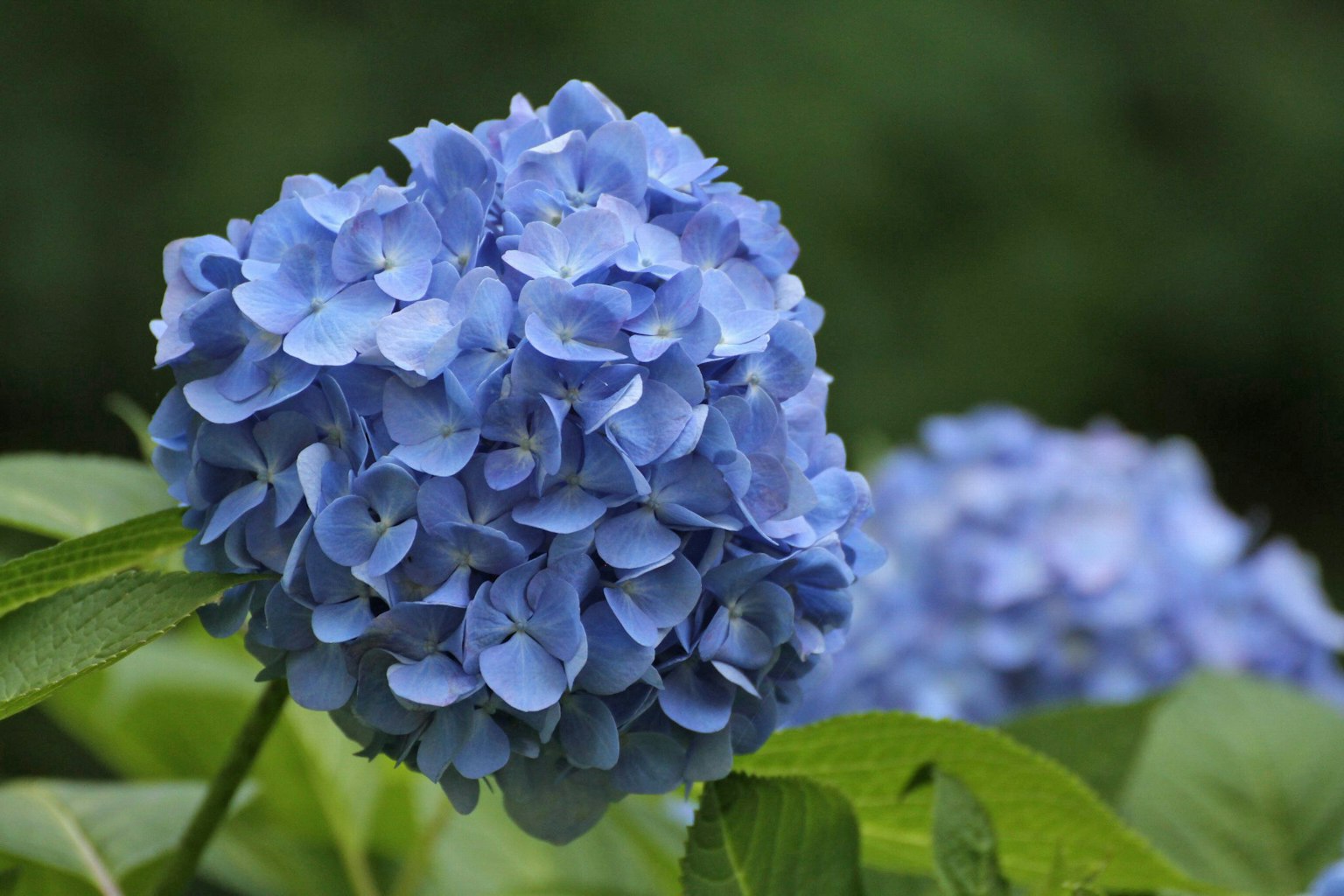 ดอกไฮเดรนเยียสีน้ำเงินและใบเขียว
