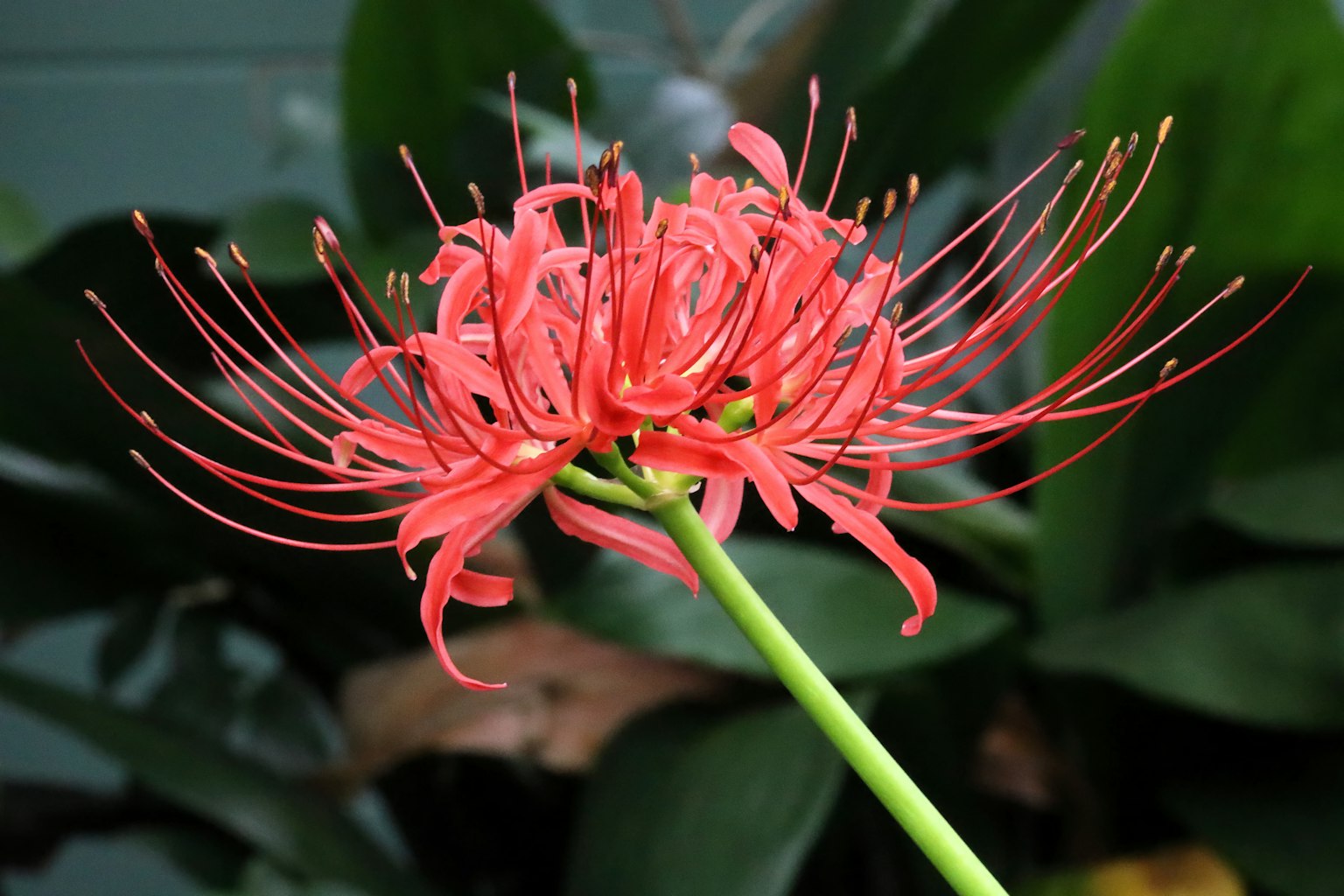 Vibrant red spider lily stands out against green leaves