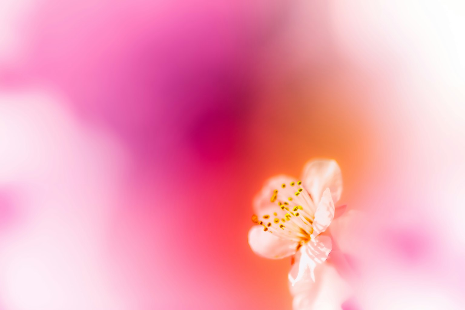 柔和的粉紅色和橙色背景上的小白花