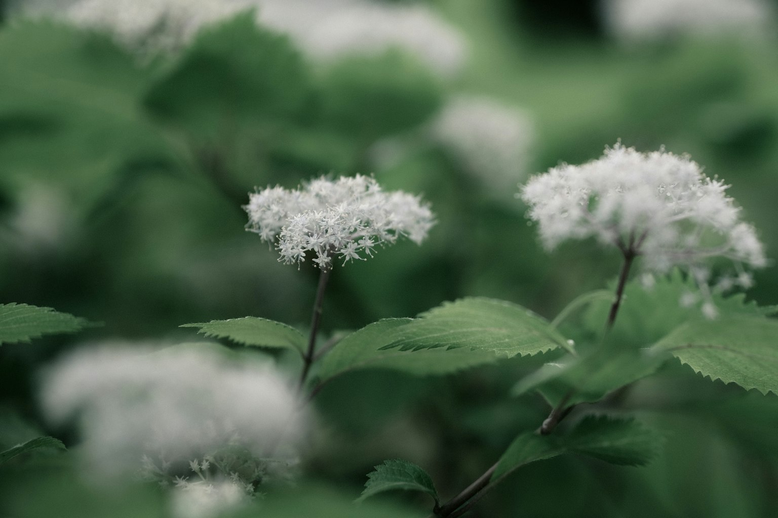 Gros plan de petites fleurs blanches fleurissant parmi des feuilles vertes