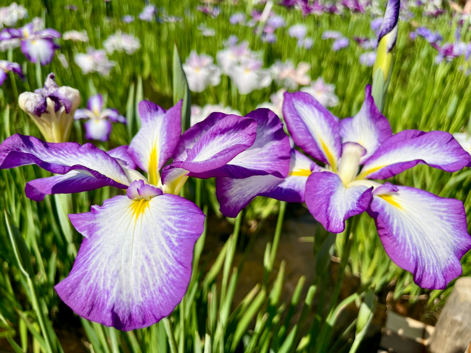 Hoa iris tím đẹp nở trong vườn