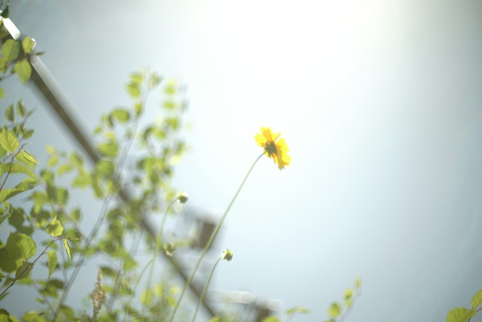 small flowers reaching toward the sky