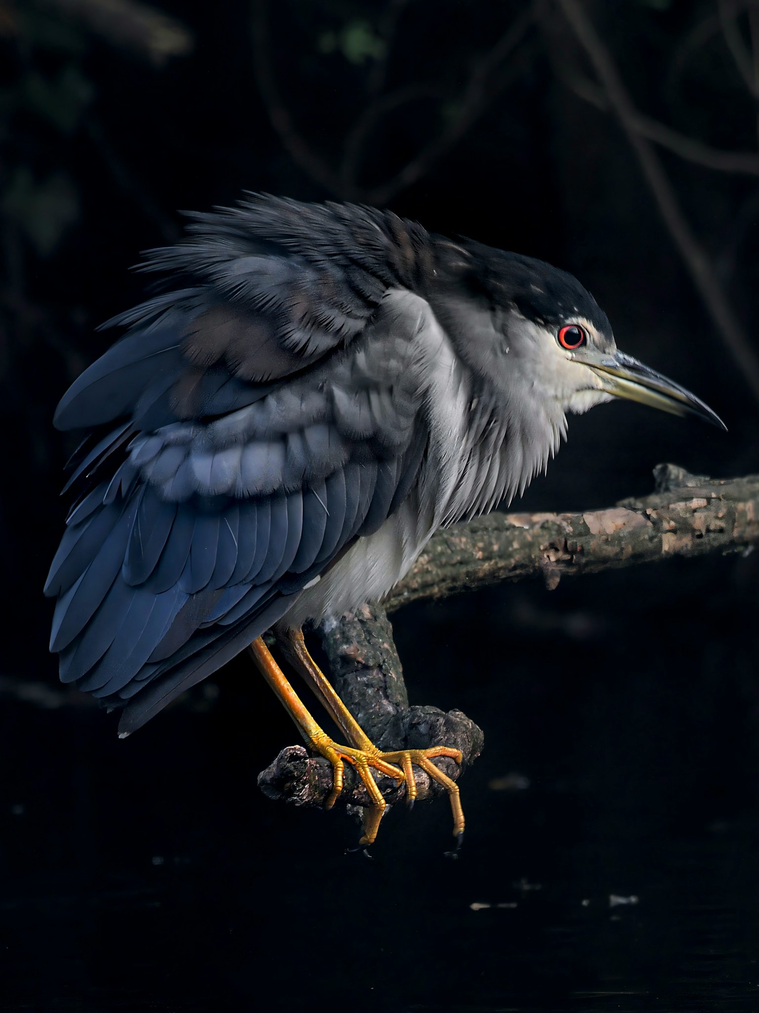 A black bird perched on a branch with dark background The bird has gray-blue feathers and red eyes
