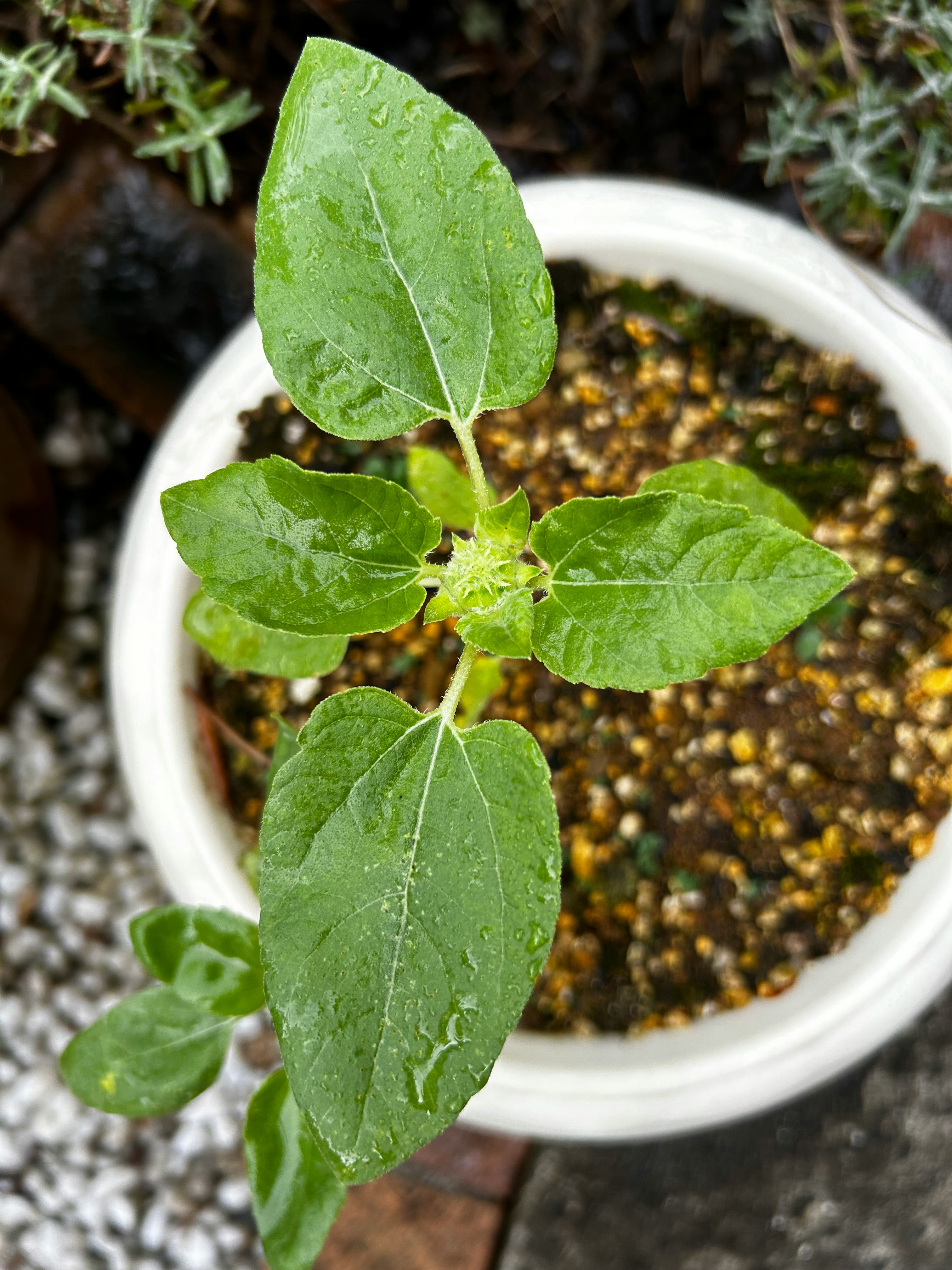 鉢植えの若いひまわりの葉の成長記録