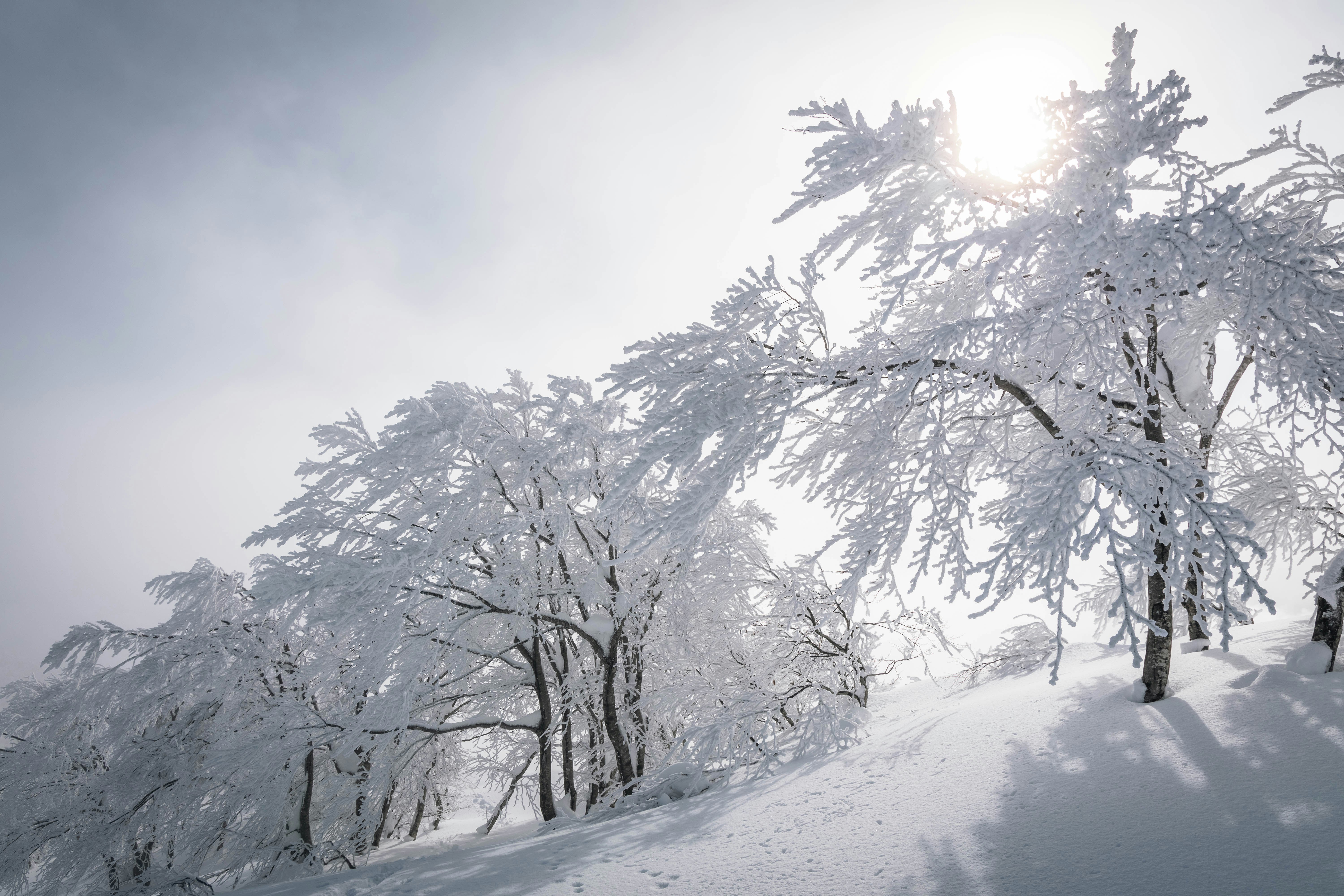 Foggy snowy mountainside with trees