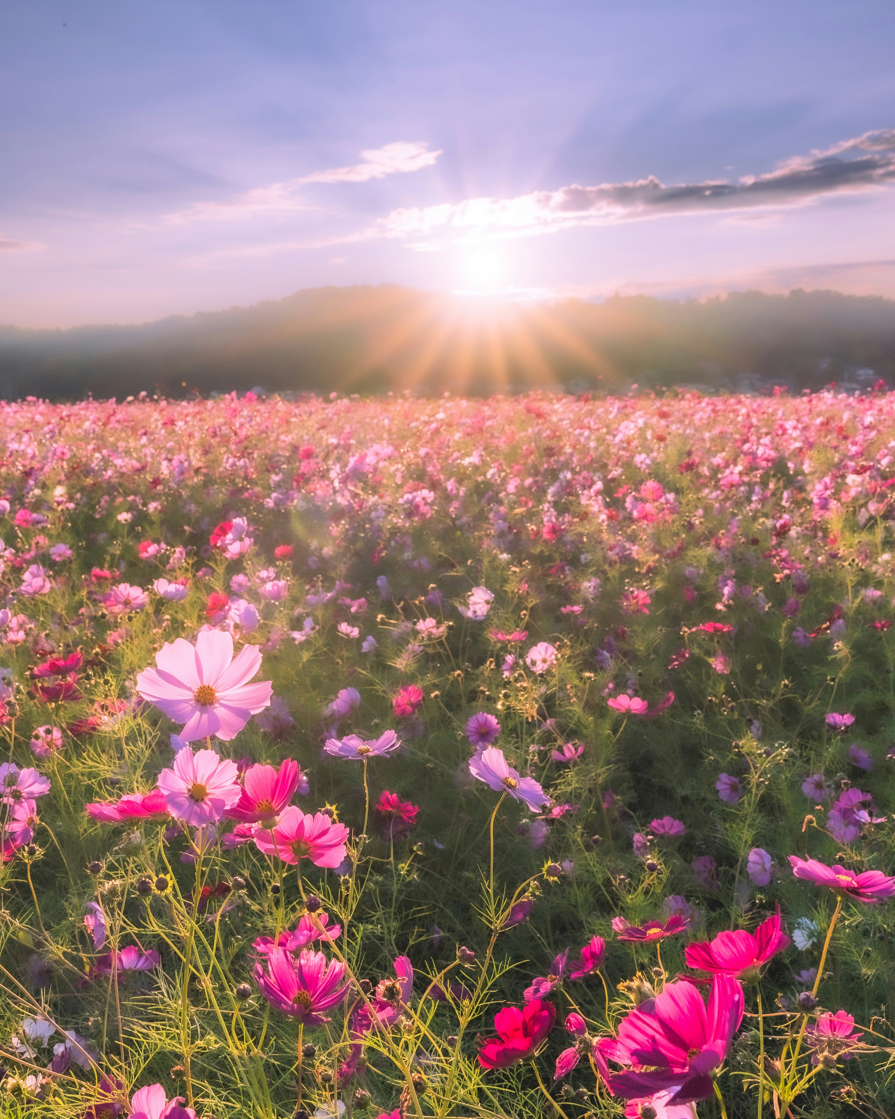 満開のコスモス畑と朝日の光芒