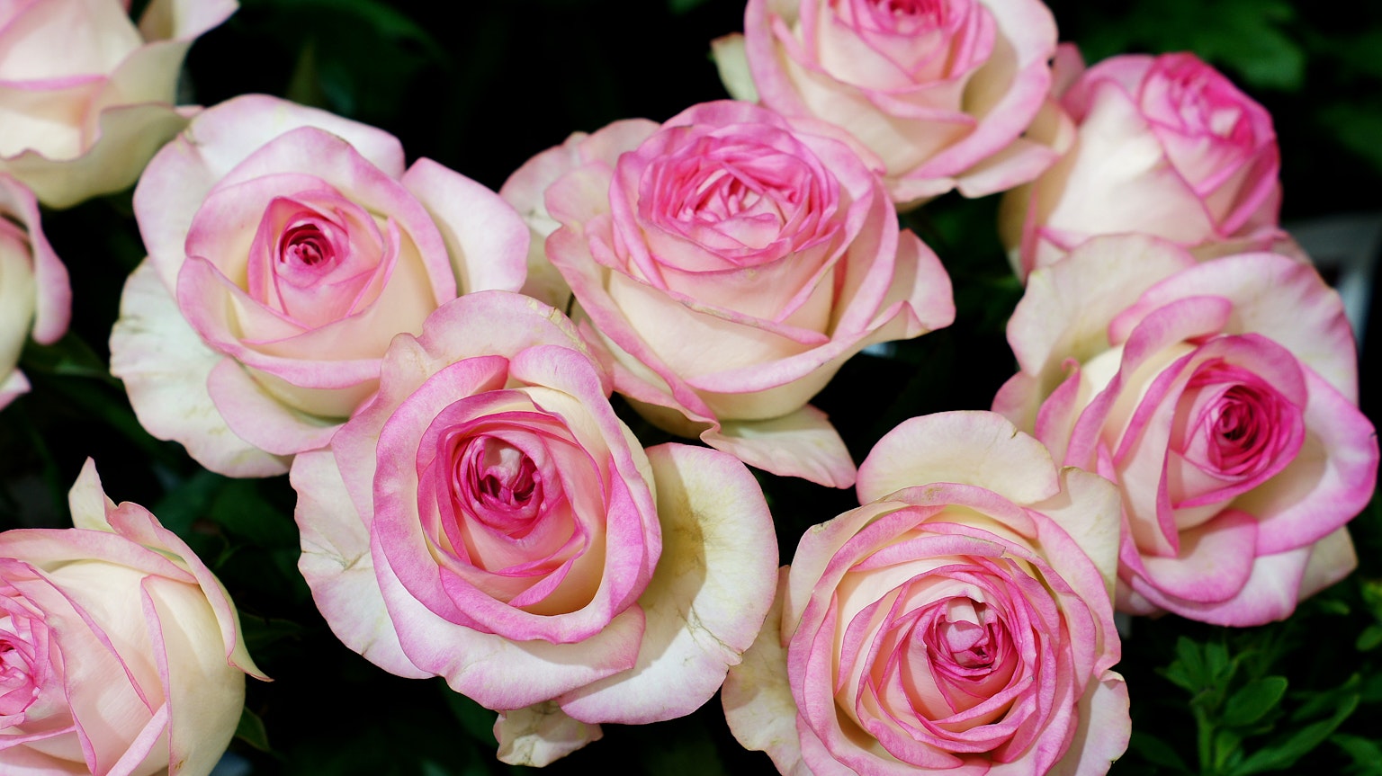 Strauß aus hellrosa und cremefarbenen Rosen