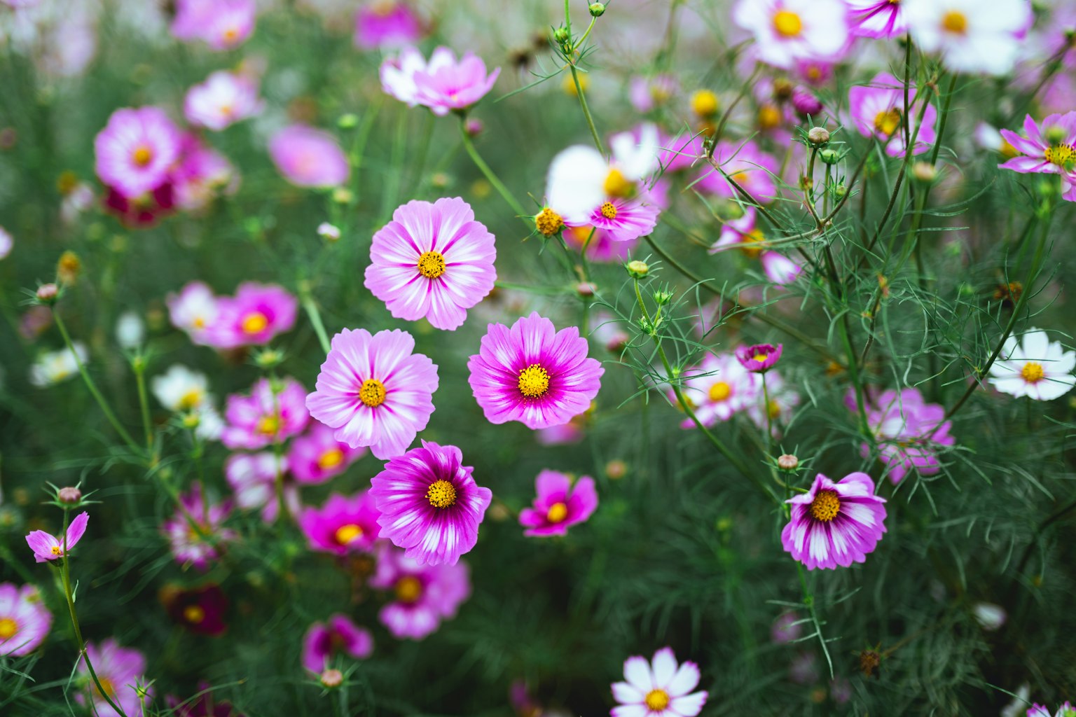Un giardino vivace pieno di fiori di cosmos in fiore nei toni del rosa e del bianco