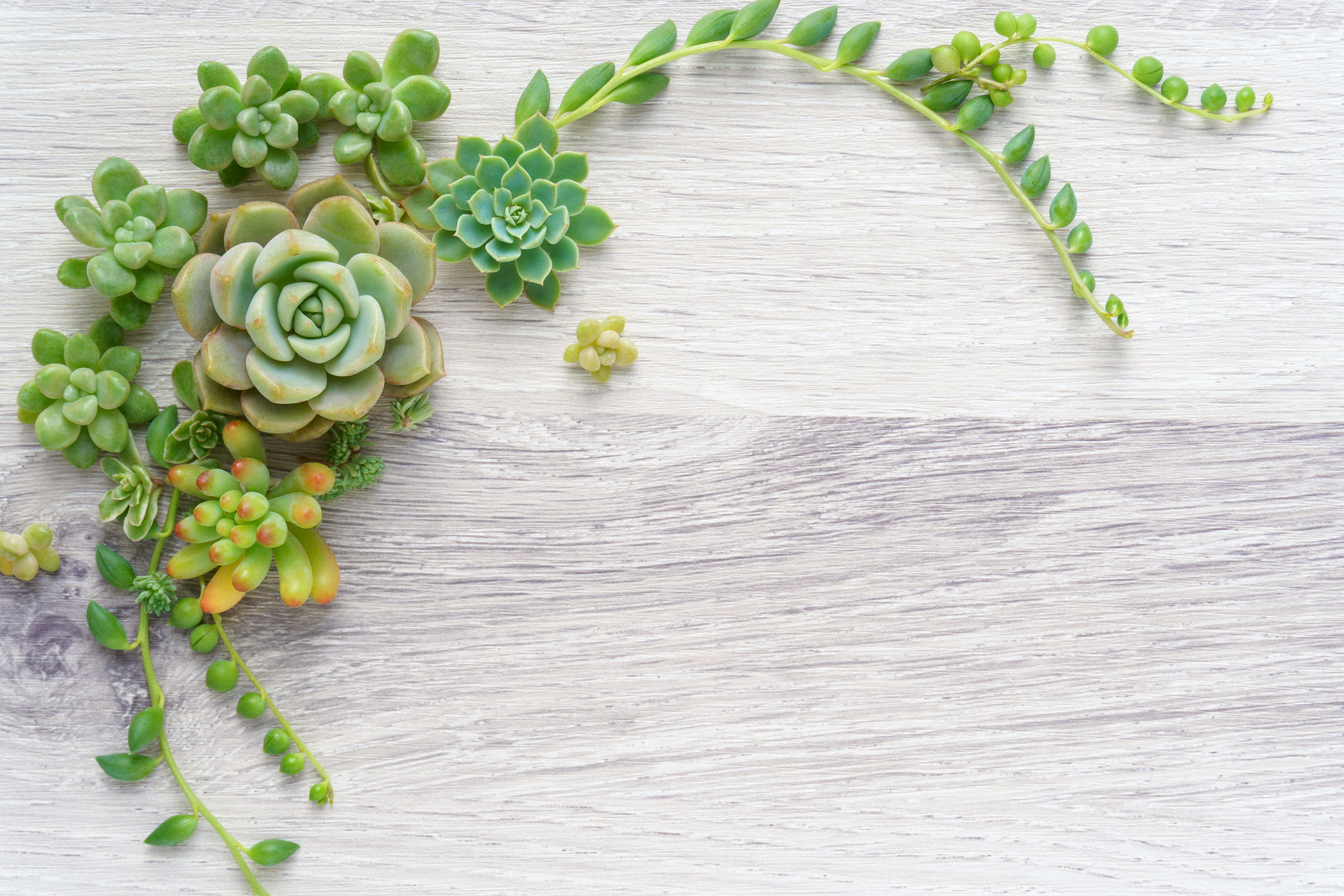succulent plants arranged like a wreath frame