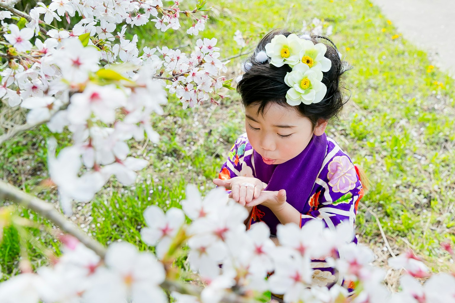 穿着和服的孩子手捧花朵，周围环绕着樱花
