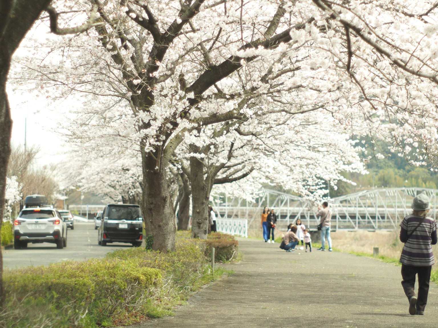 Người đi bộ dọc theo con đường có hàng cây anh đào với xe cộ gần đó