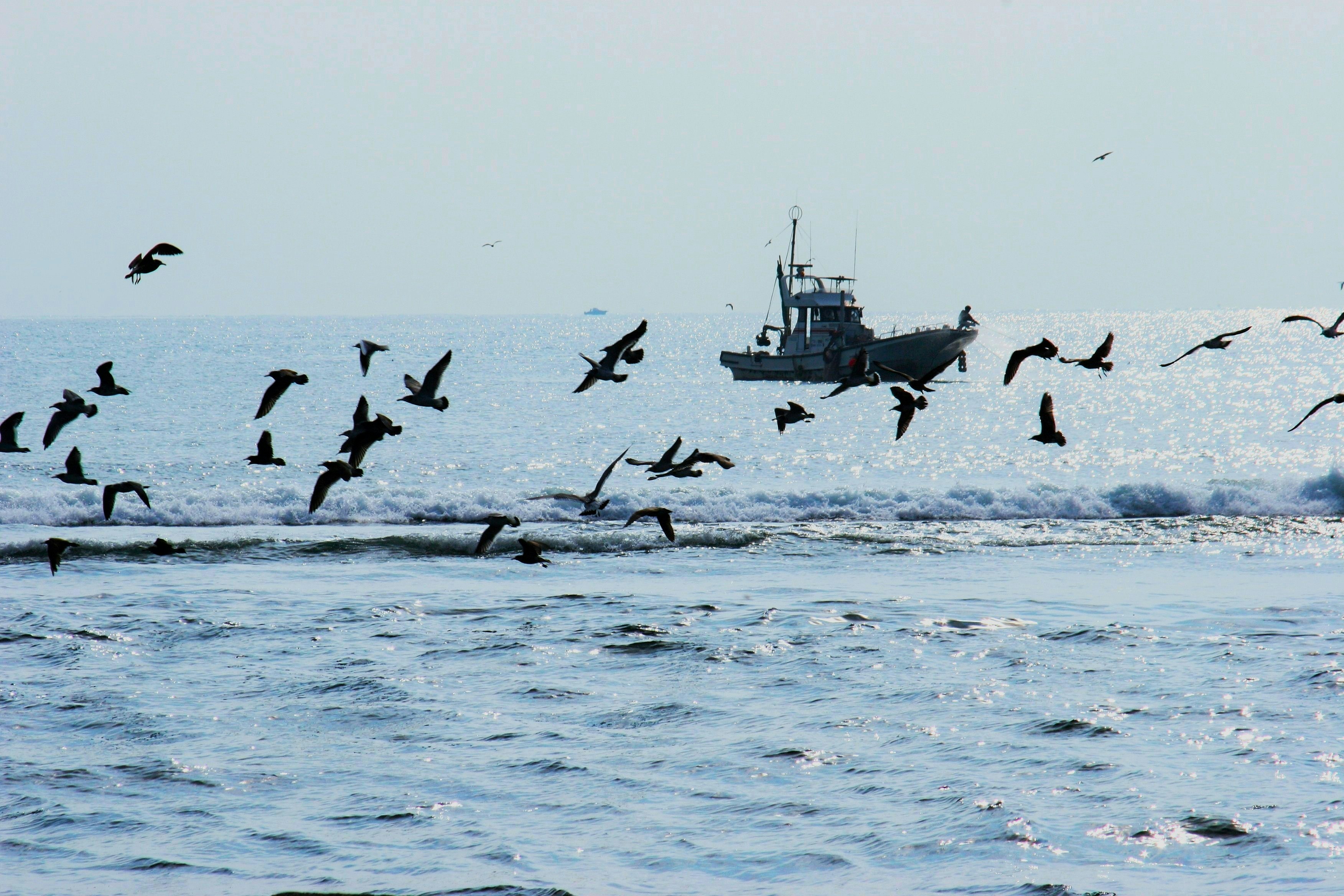 シラス漁船と海上を飛ぶ鳥の群れ