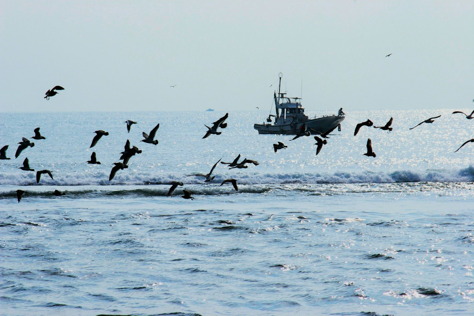 Vögel fliegen über den Ozean mit einem kleinen Boot im Hintergrund