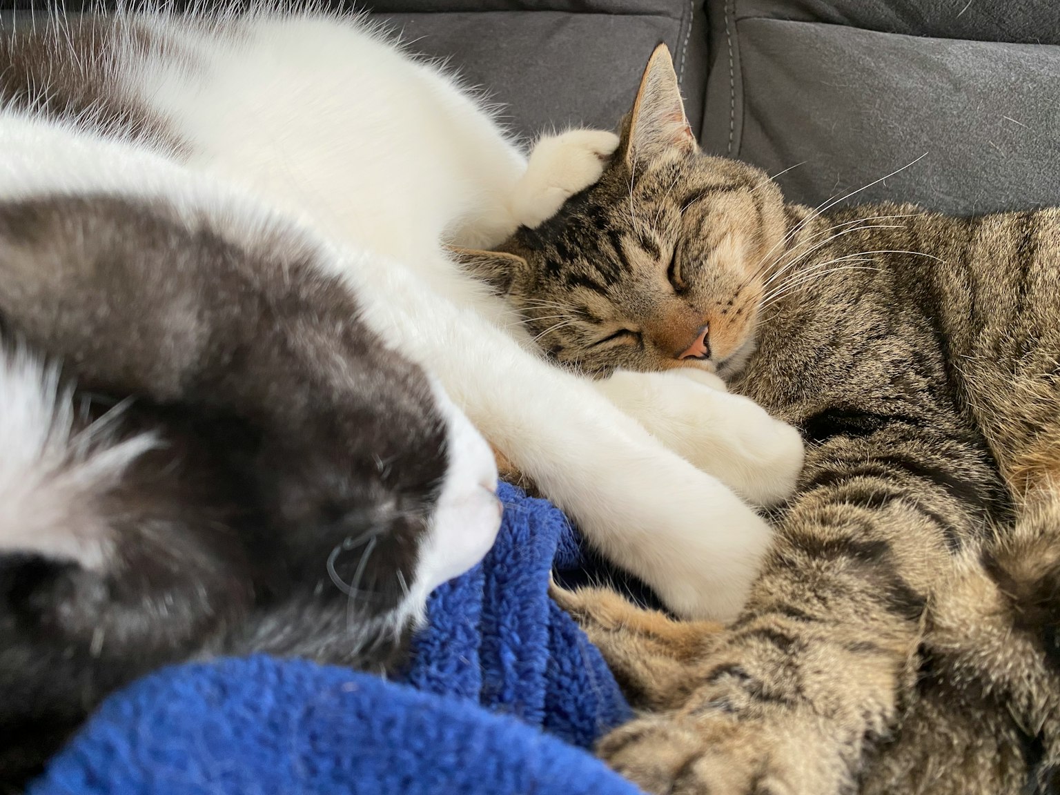 Zwei Katzen schlafen zusammen eine weiße Katze und eine getigerte Katze ruhen nah beieinander