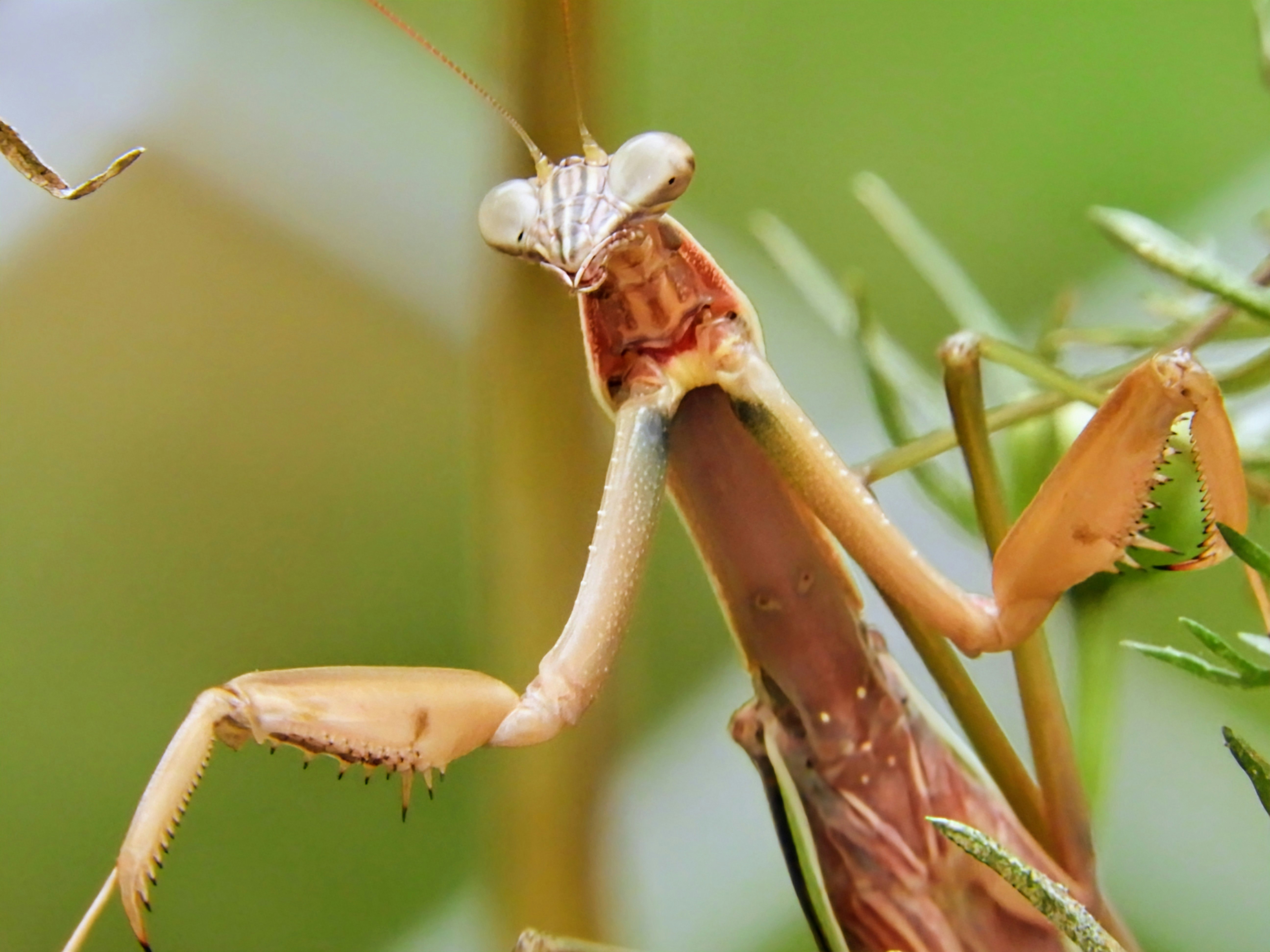 緑の草地にとまるカマキリの接写