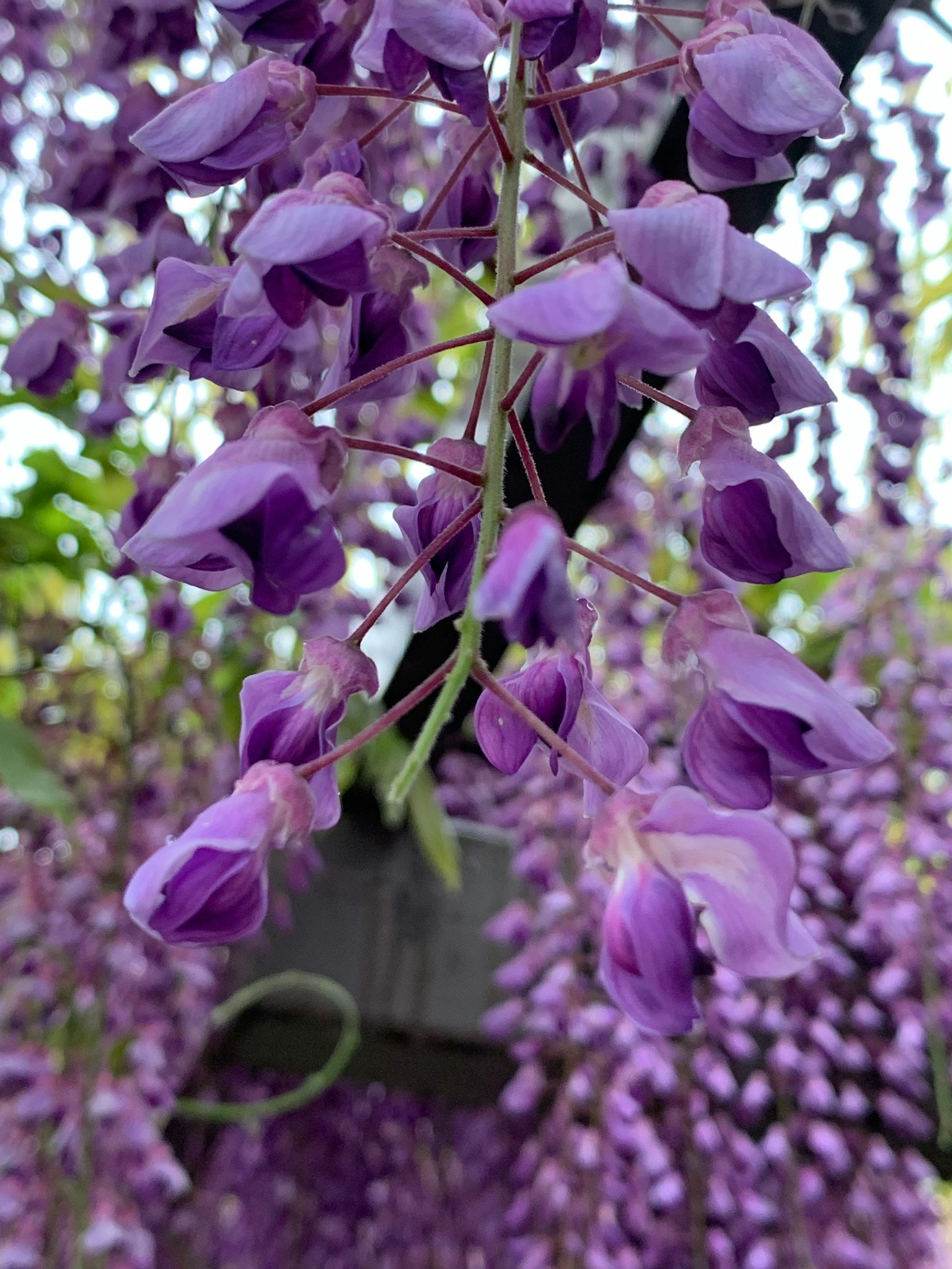 Hermosa imagen de flores de glicinia moradas en cascada