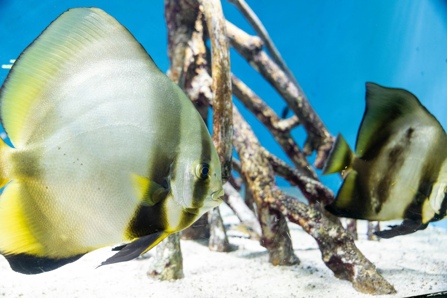 Two fish swimming in blue water with intricate driftwood structure