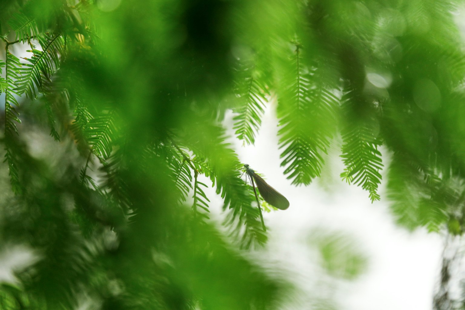 Insecte flou parmi des feuilles vertes luxuriantes