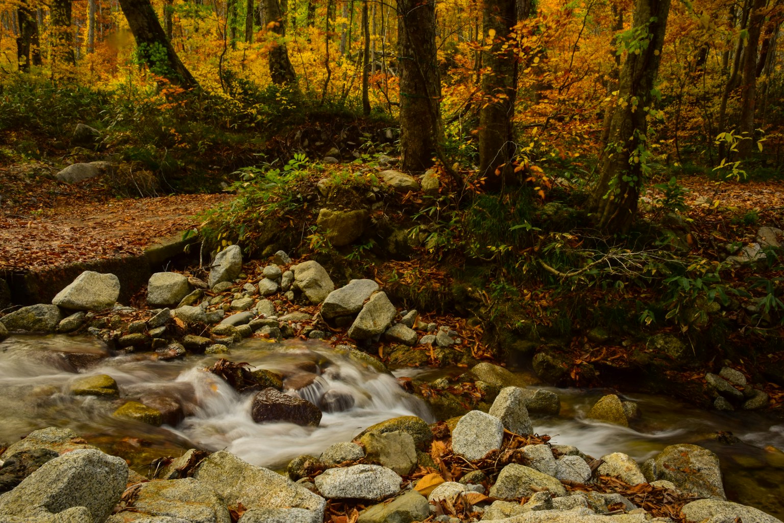 Paysage d'automne pittoresque avec un ruisseau coulant