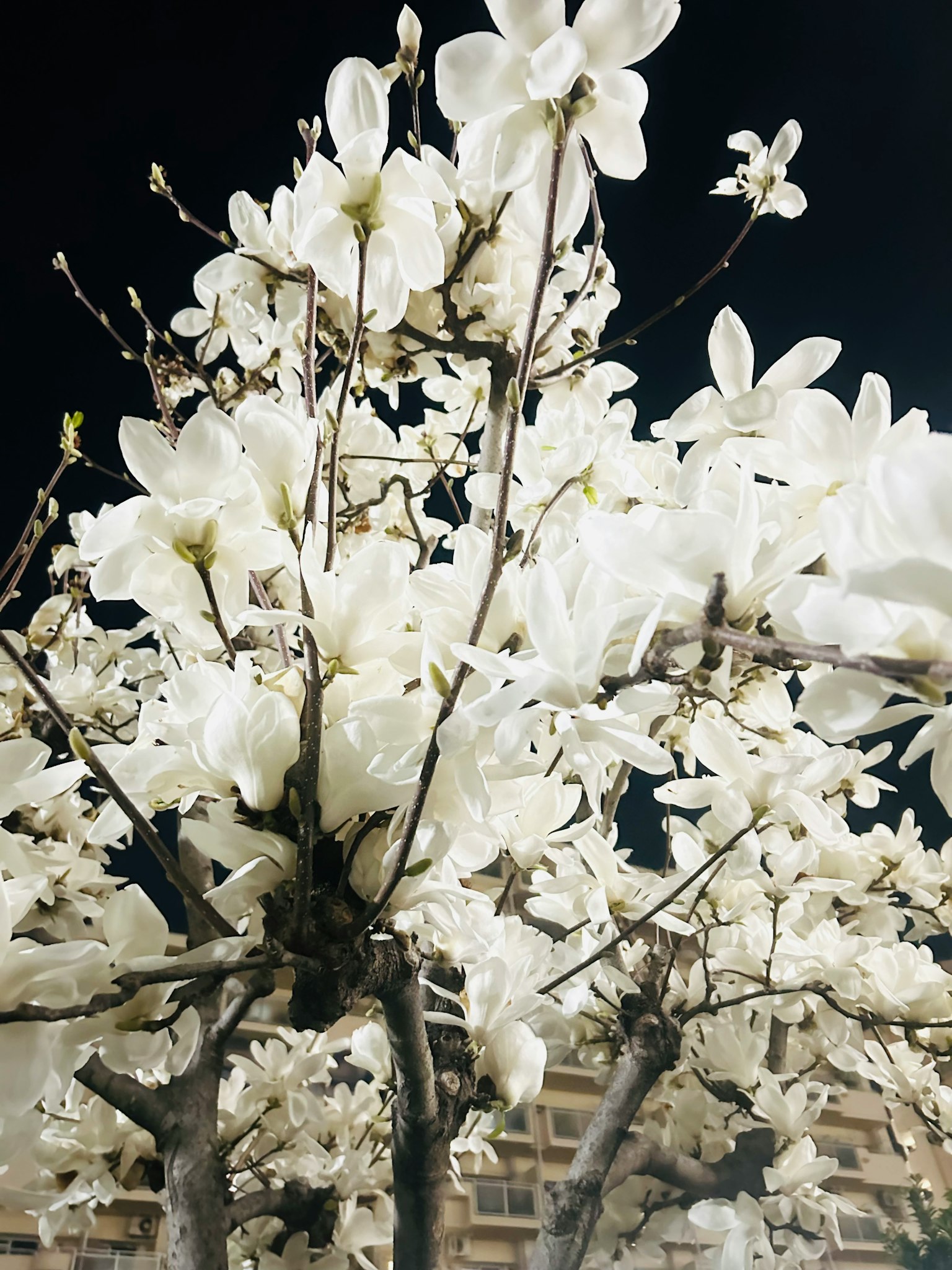 Acercamiento de un árbol con flores blancas contra un cielo nocturno