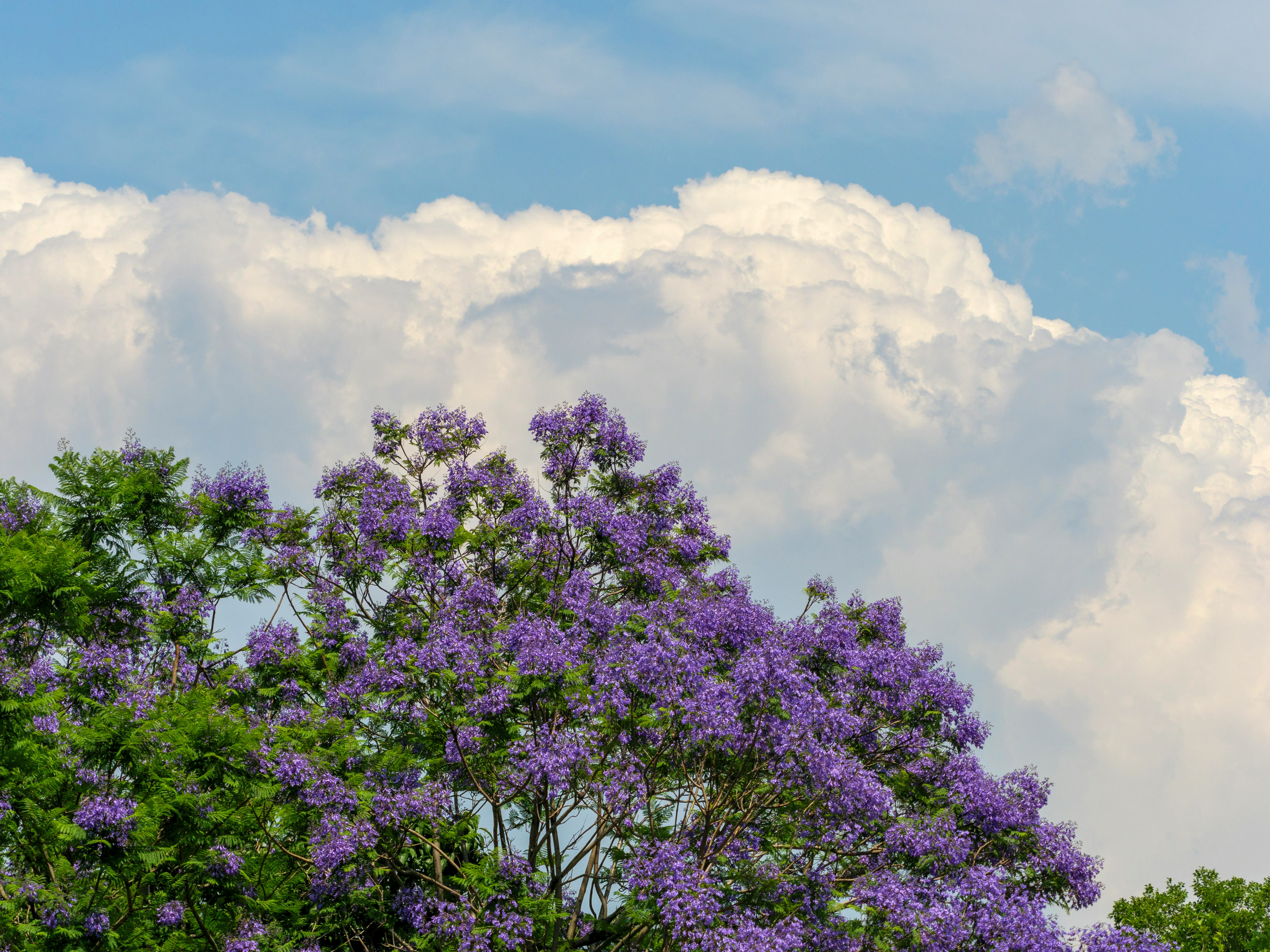 ジャカランダの花と入道雲が広がる初夏の空