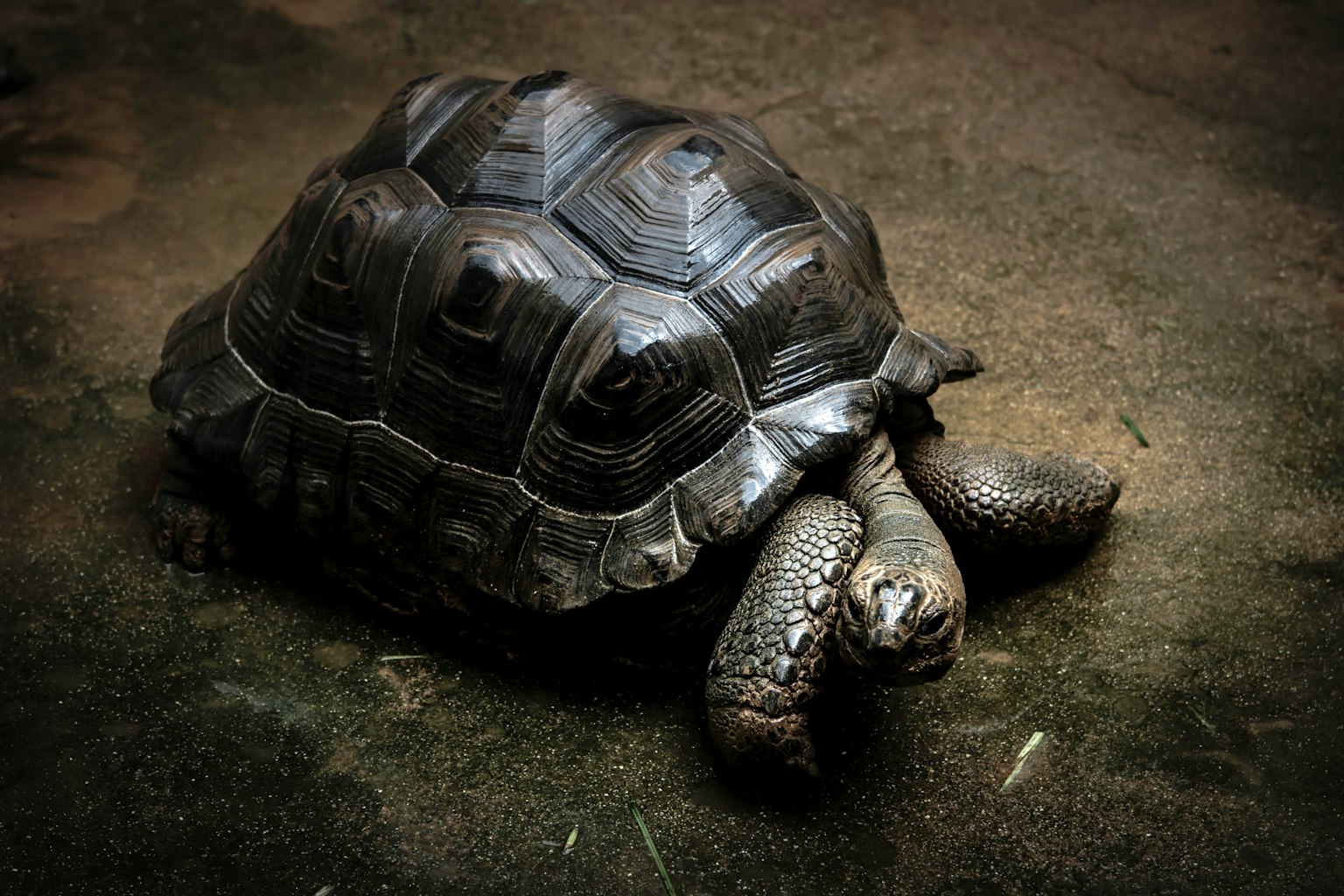 Side view of a tortoise moving slowly against a dark background